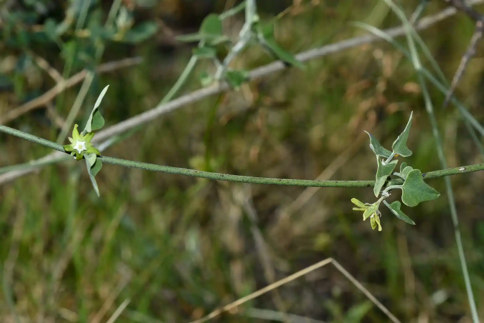 Araujia brachystephana (Griseb.) Fontella & Goyder