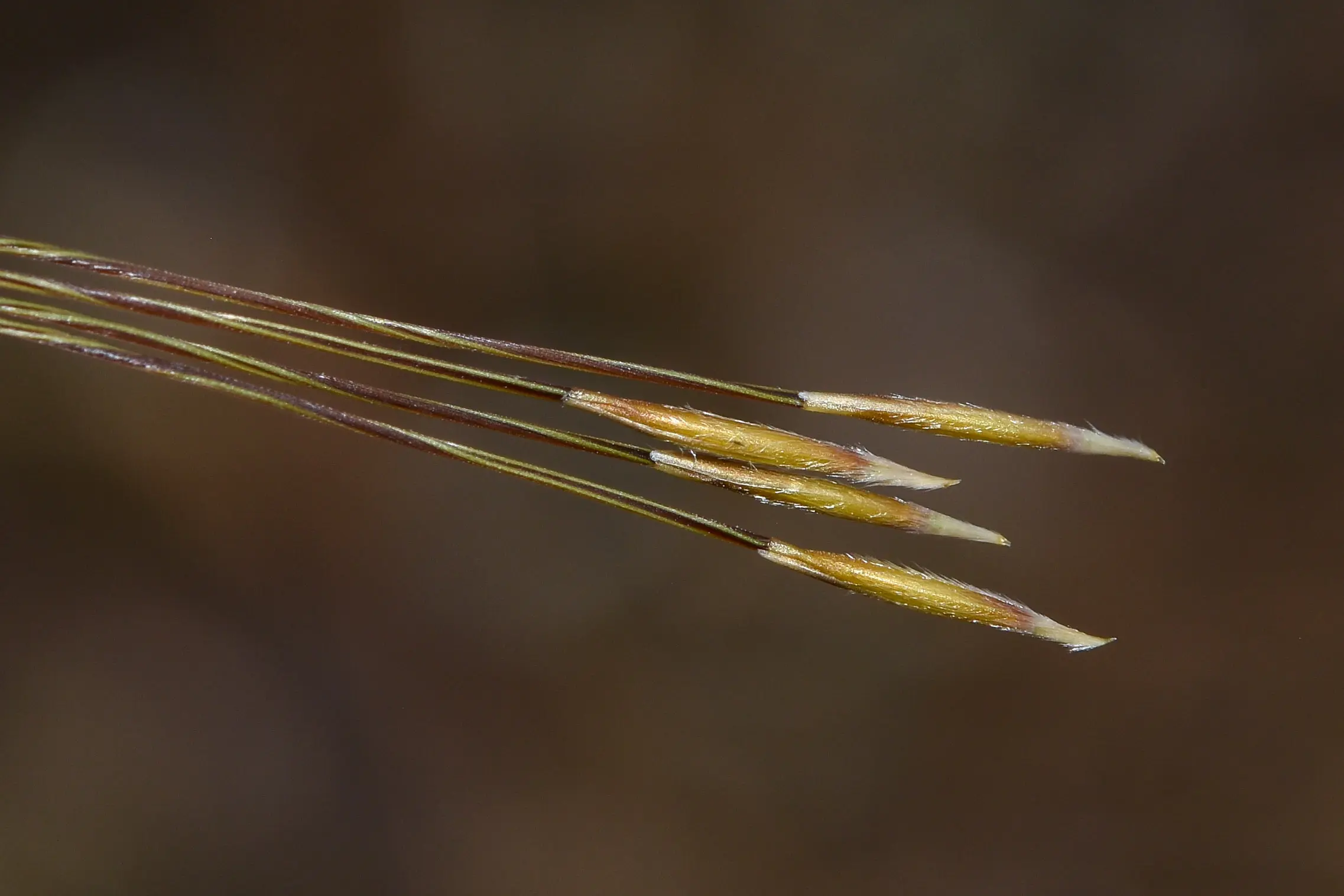 Jarava juncoides (Speg.) Peñail.