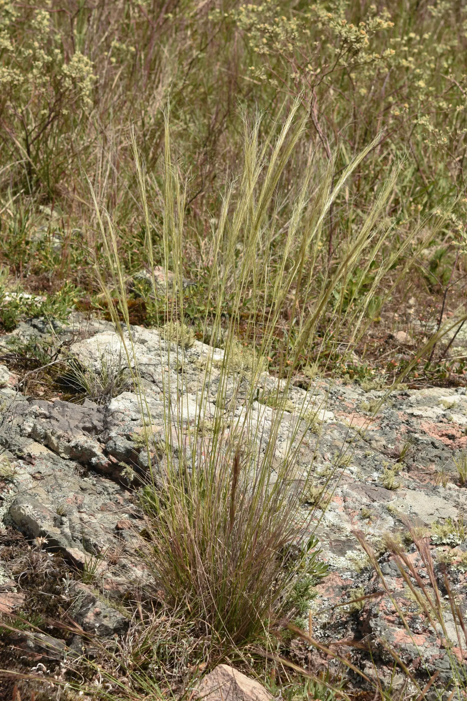 Jarava juncoides (Speg.) Peñail.