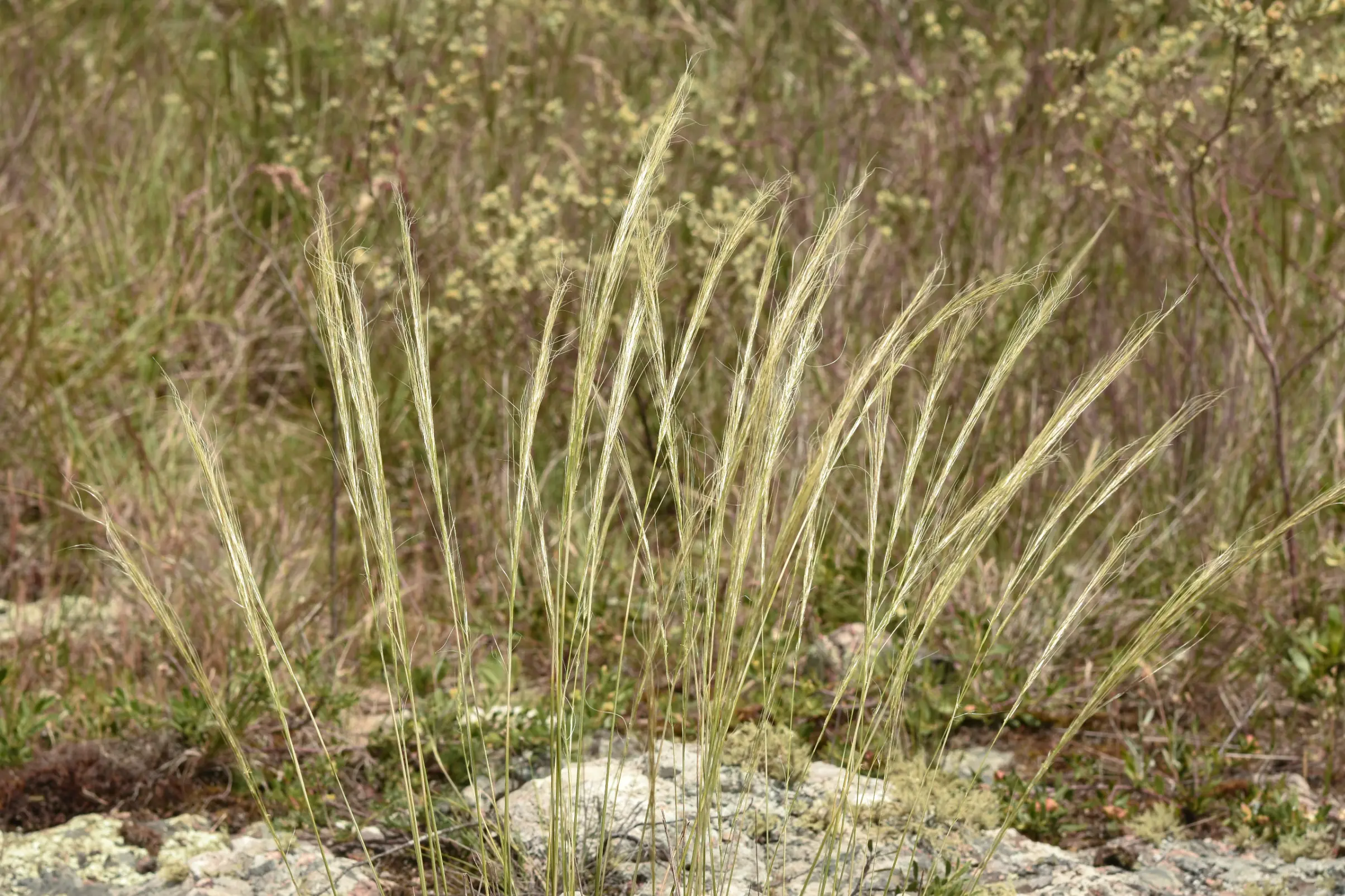 Jarava juncoides (Speg.) Peñail.