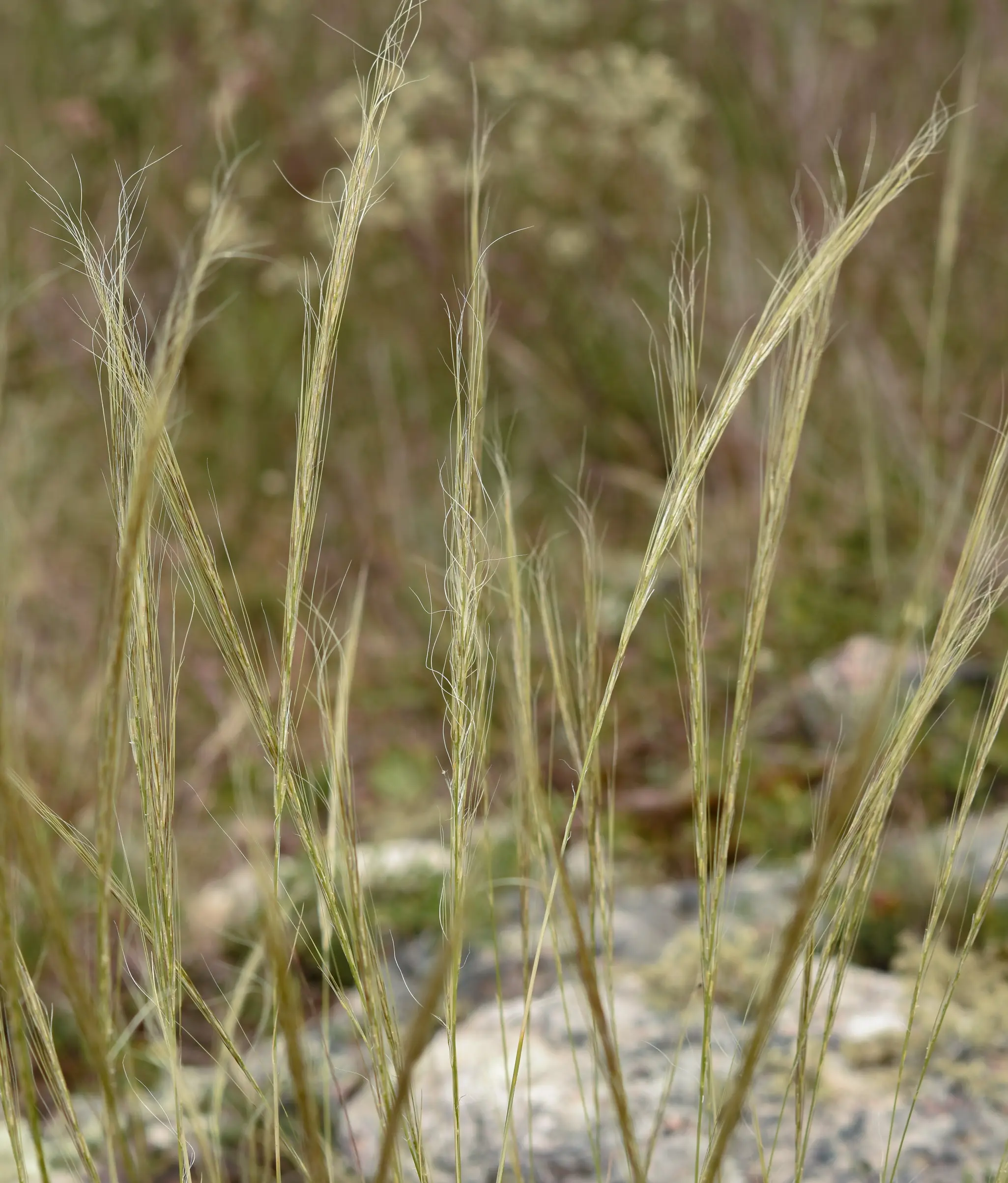 Jarava juncoides (Speg.) Peñail.