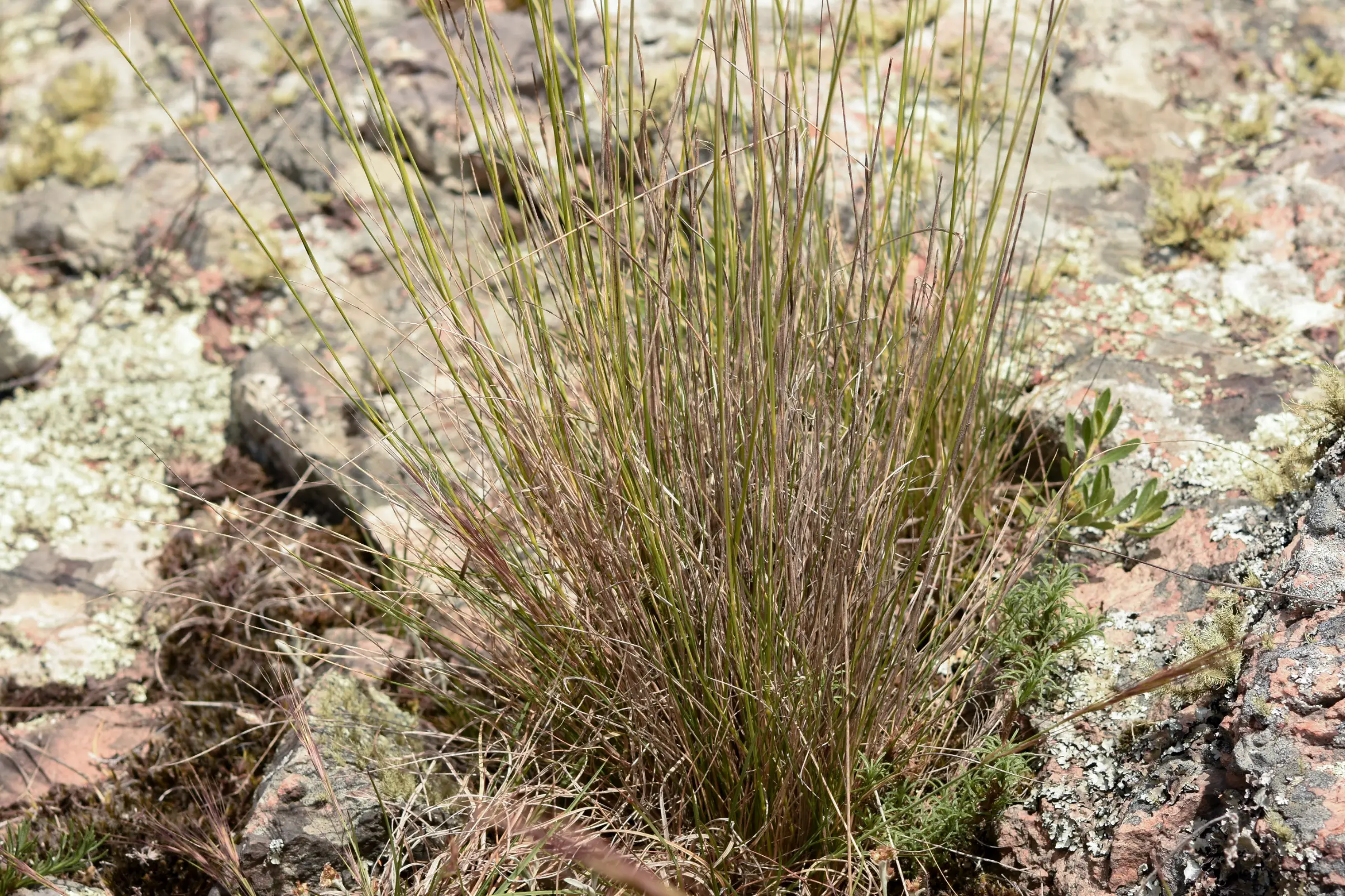 Jarava juncoides (Speg.) Peñail.