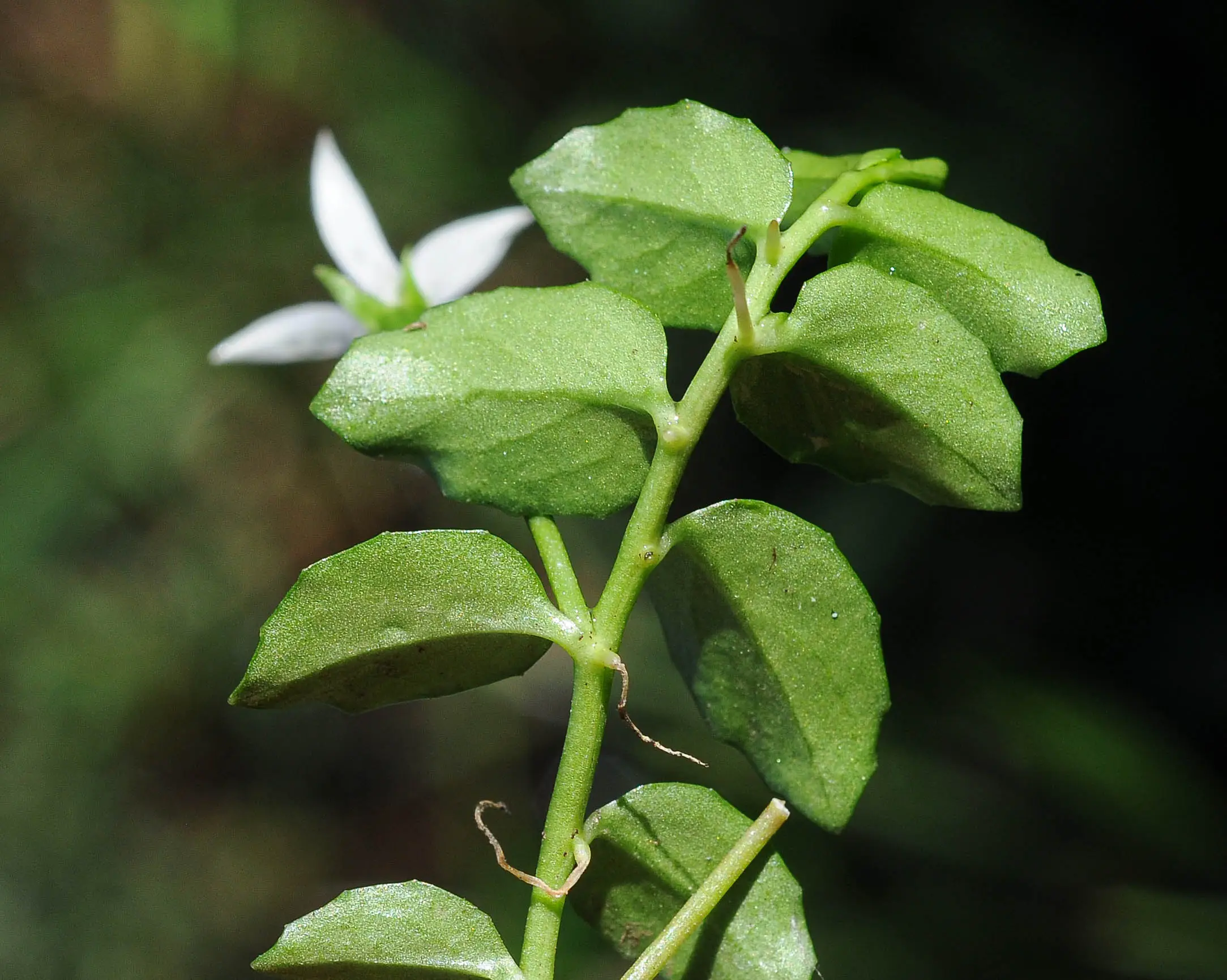 Lobelia hederacea Cham.