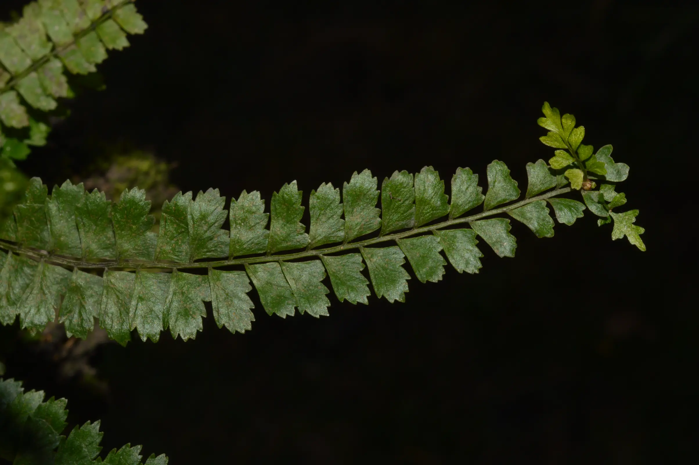 Asplenium ulbrichtii Rosenst.