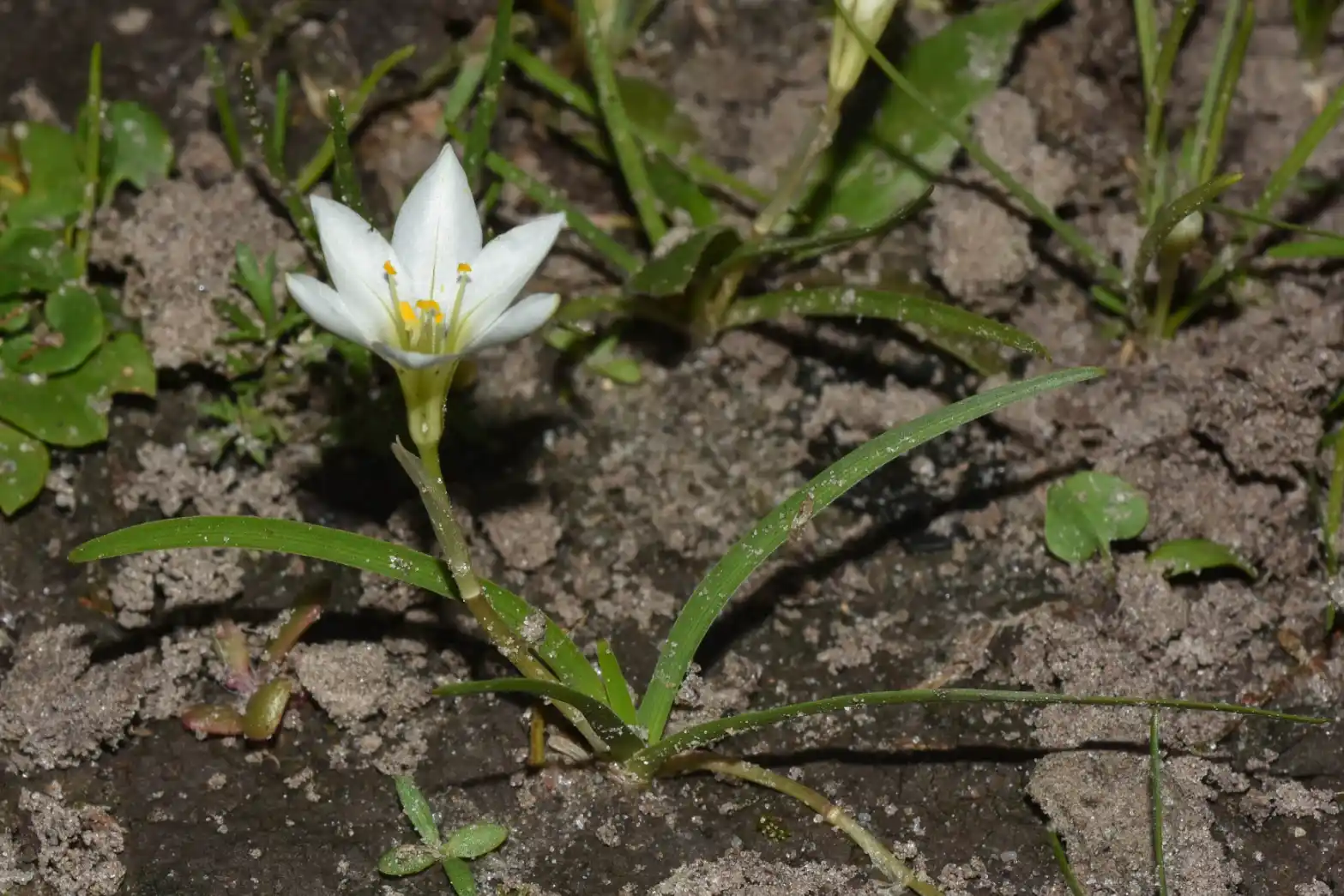 Ipheion tweedieanum (Baker) Traub