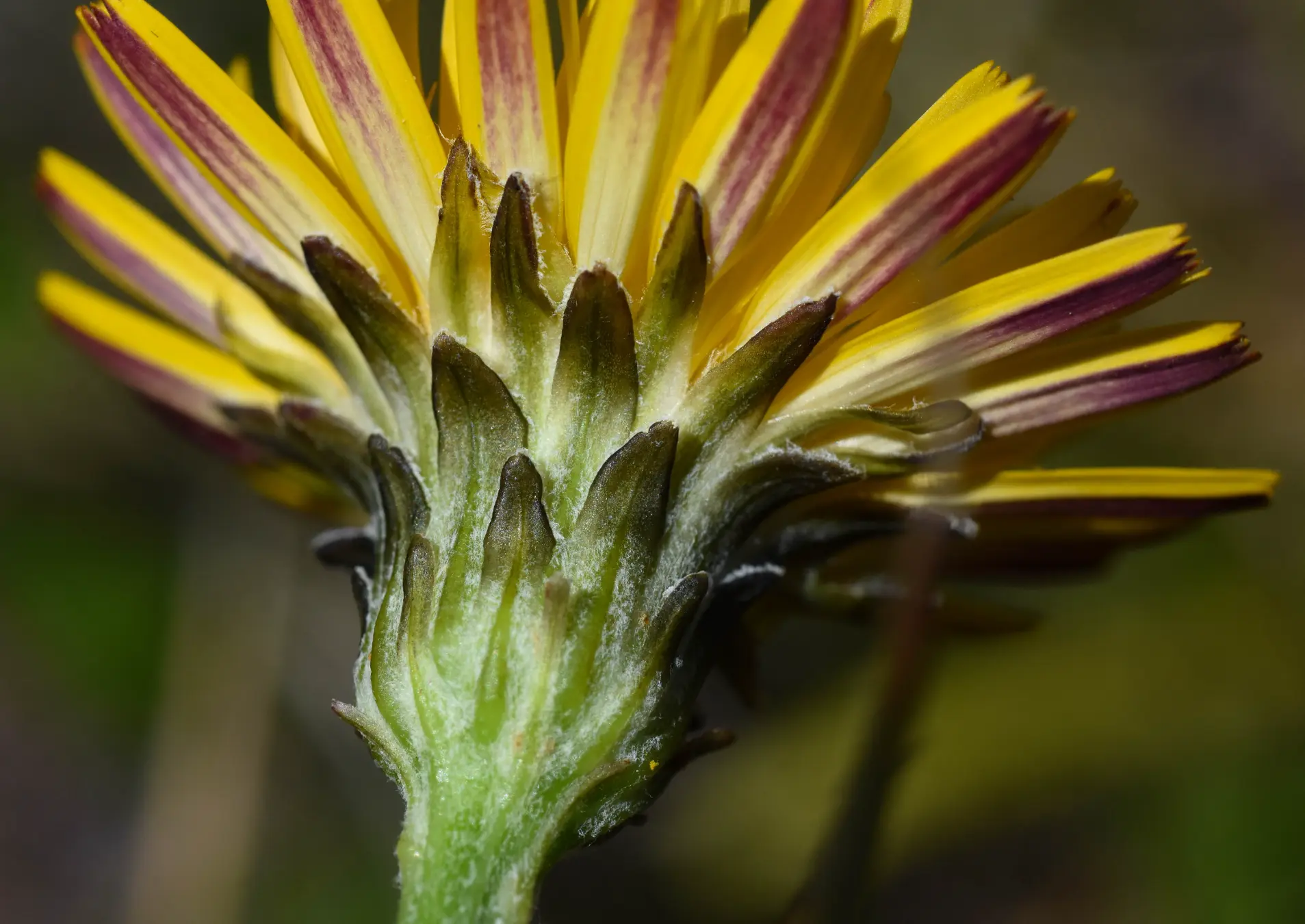 Hypochaeris variegata (Lam.) Baker