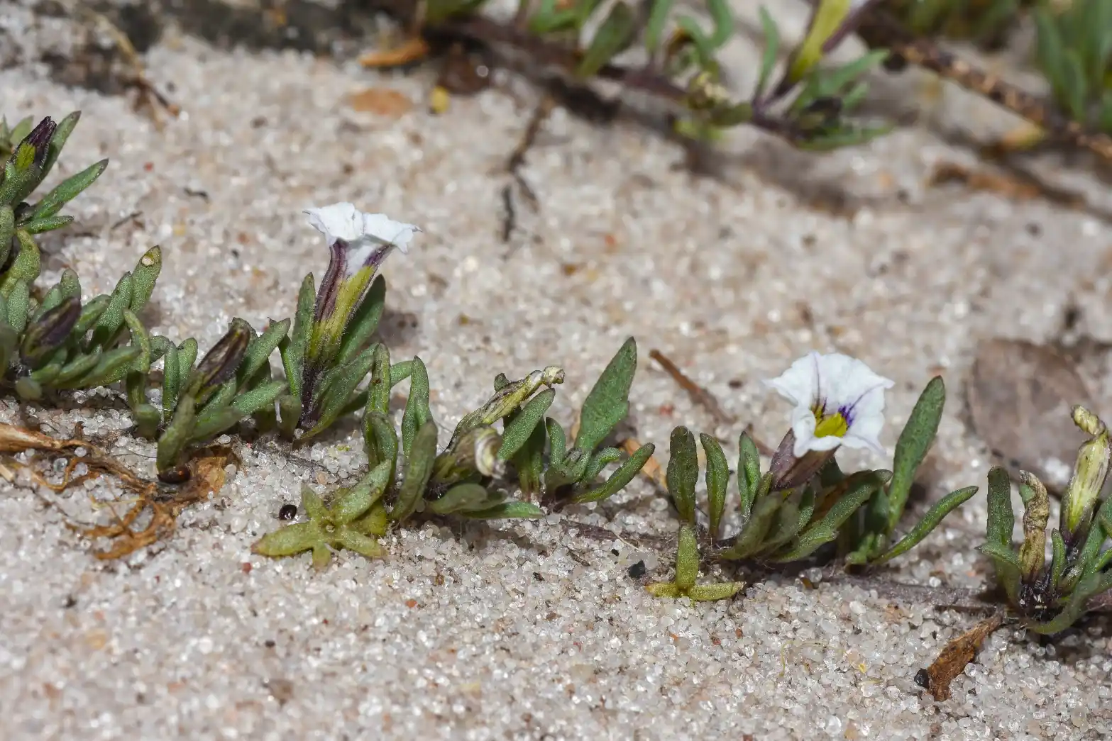 Sclerophylax lorentzianus O.Hoffm.