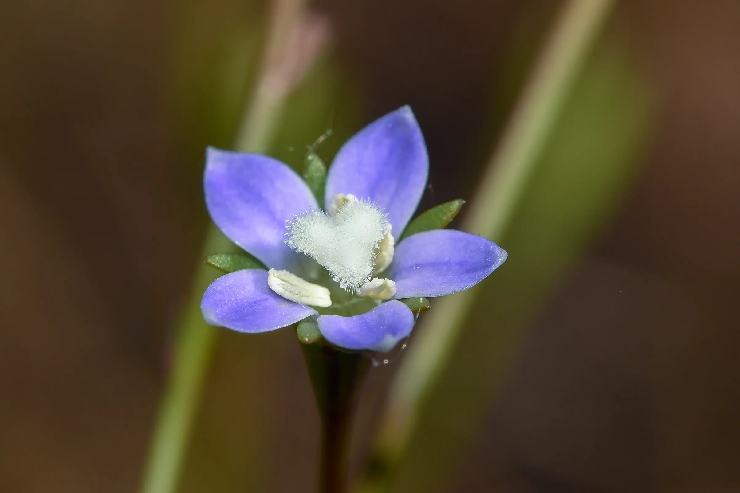 Wahlenbergia marginata (Thunb.) A.DC.