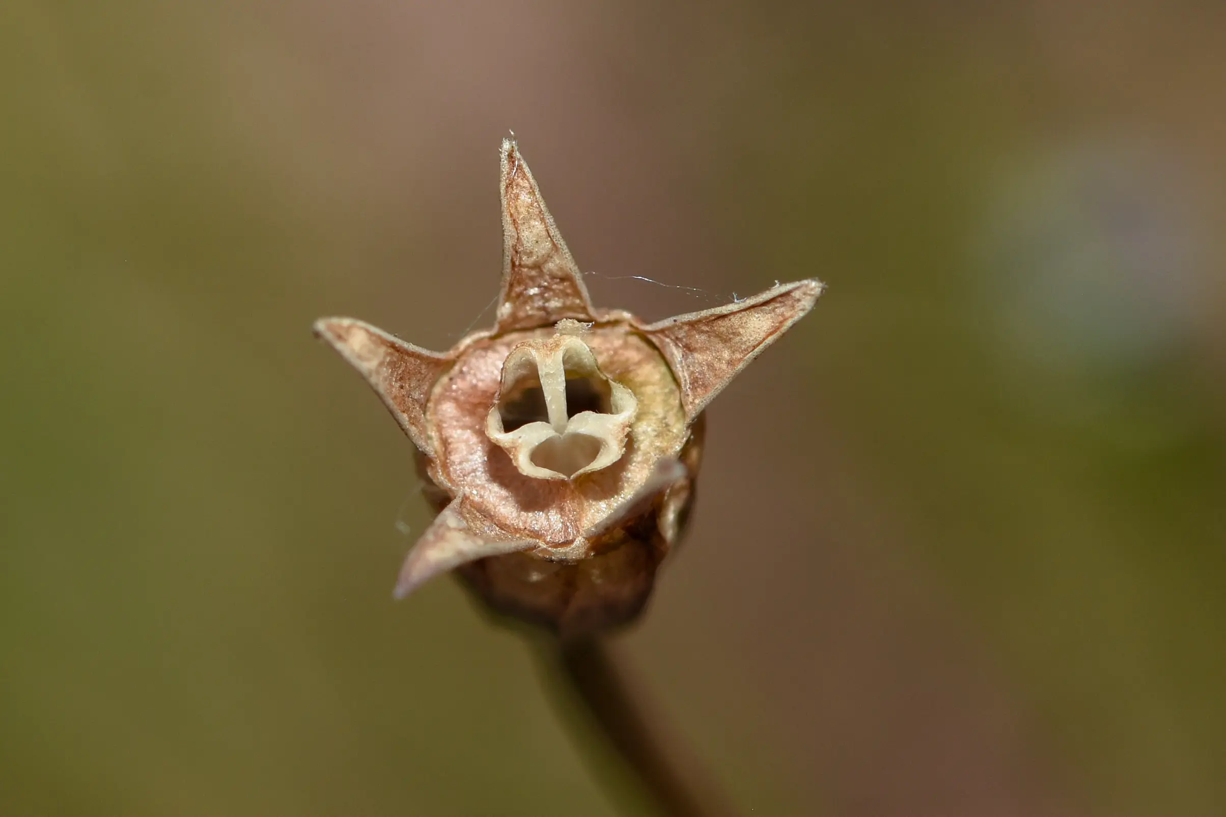 Wahlenbergia marginata (Thunb.) A.DC.
