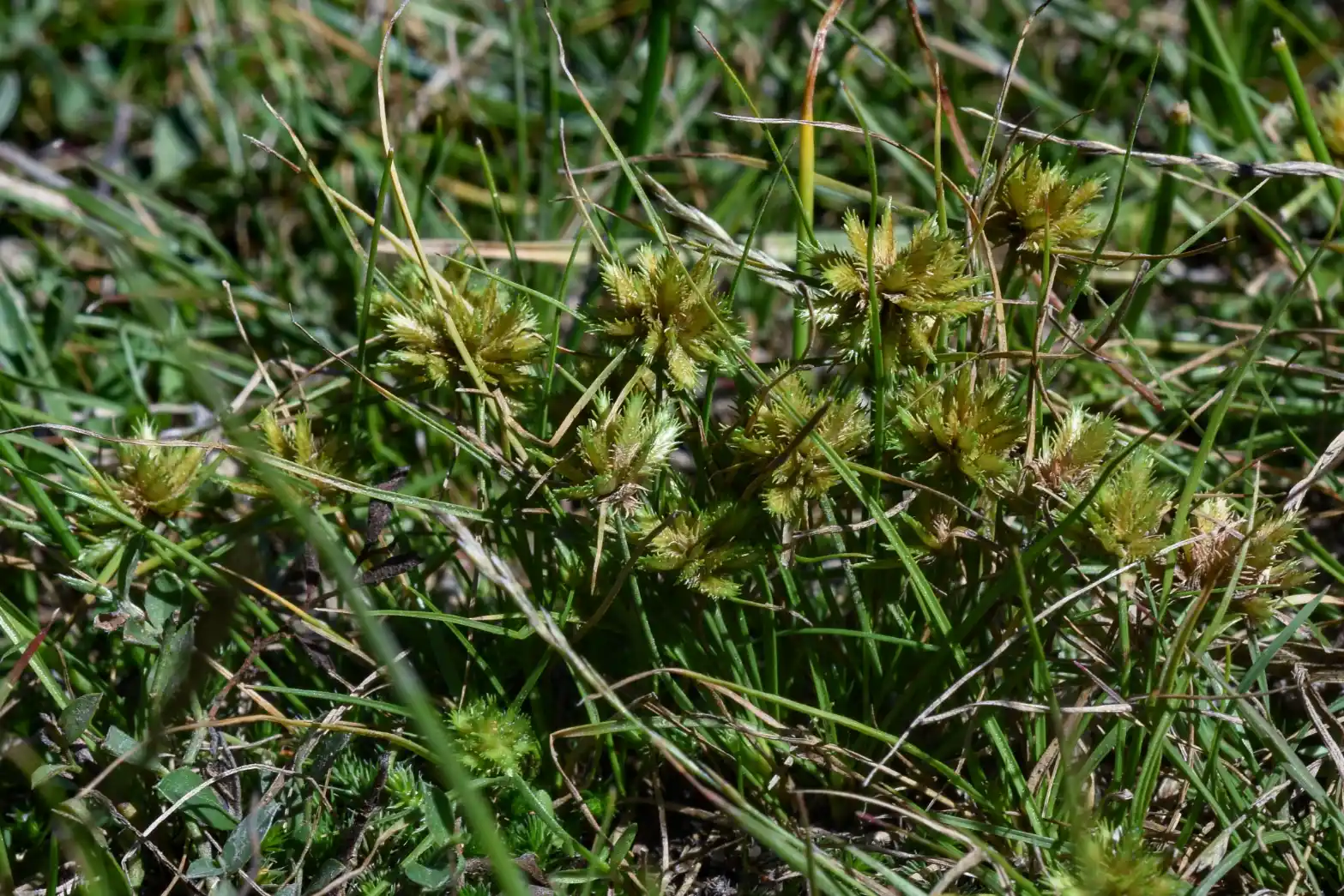 Cyperus uncinulatus Schrad. ex Nees