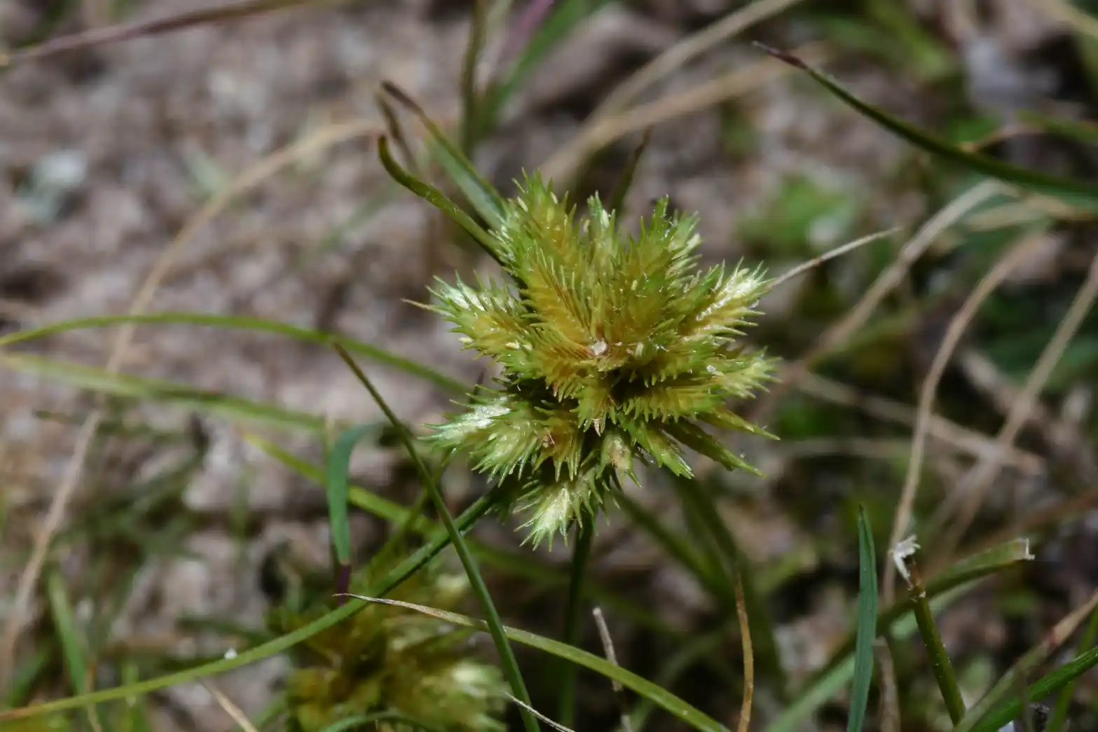 Cyperus uncinulatus Schrad. ex Nees