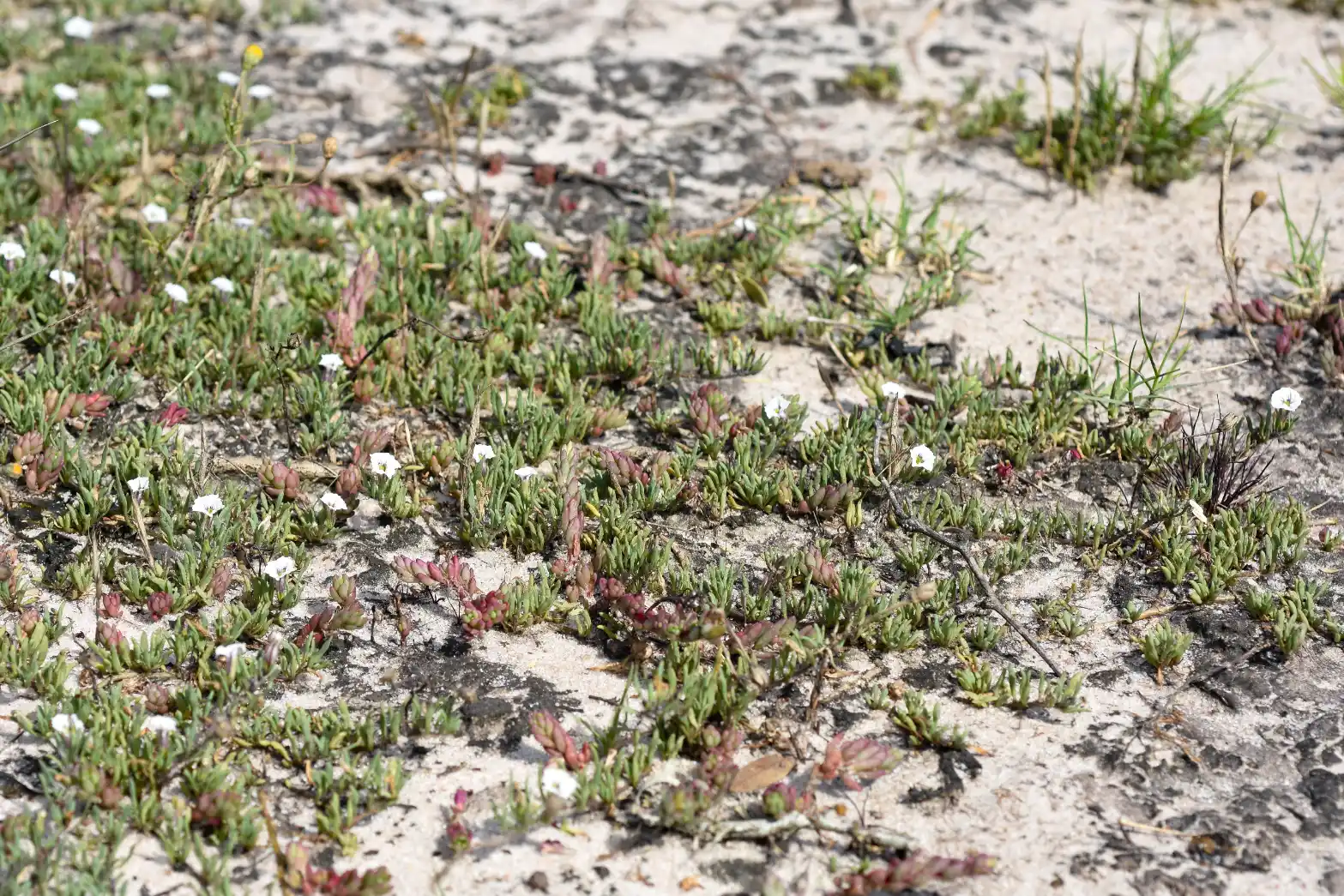 Sclerophylax lorentzianus O.Hoffm.