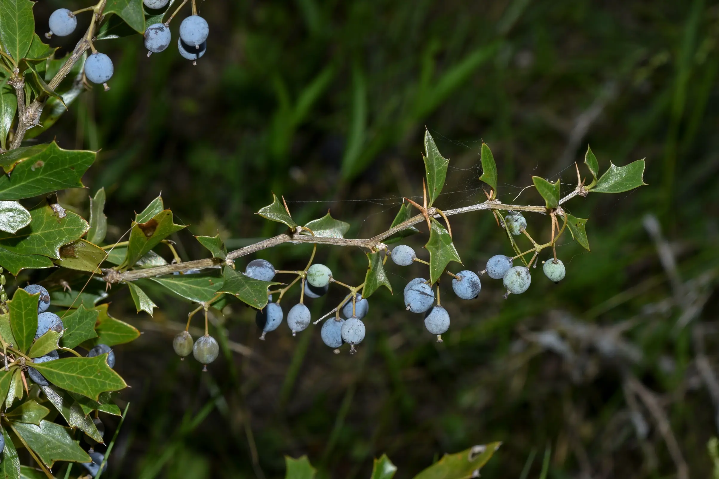 Berberis ruscifolia Lam.