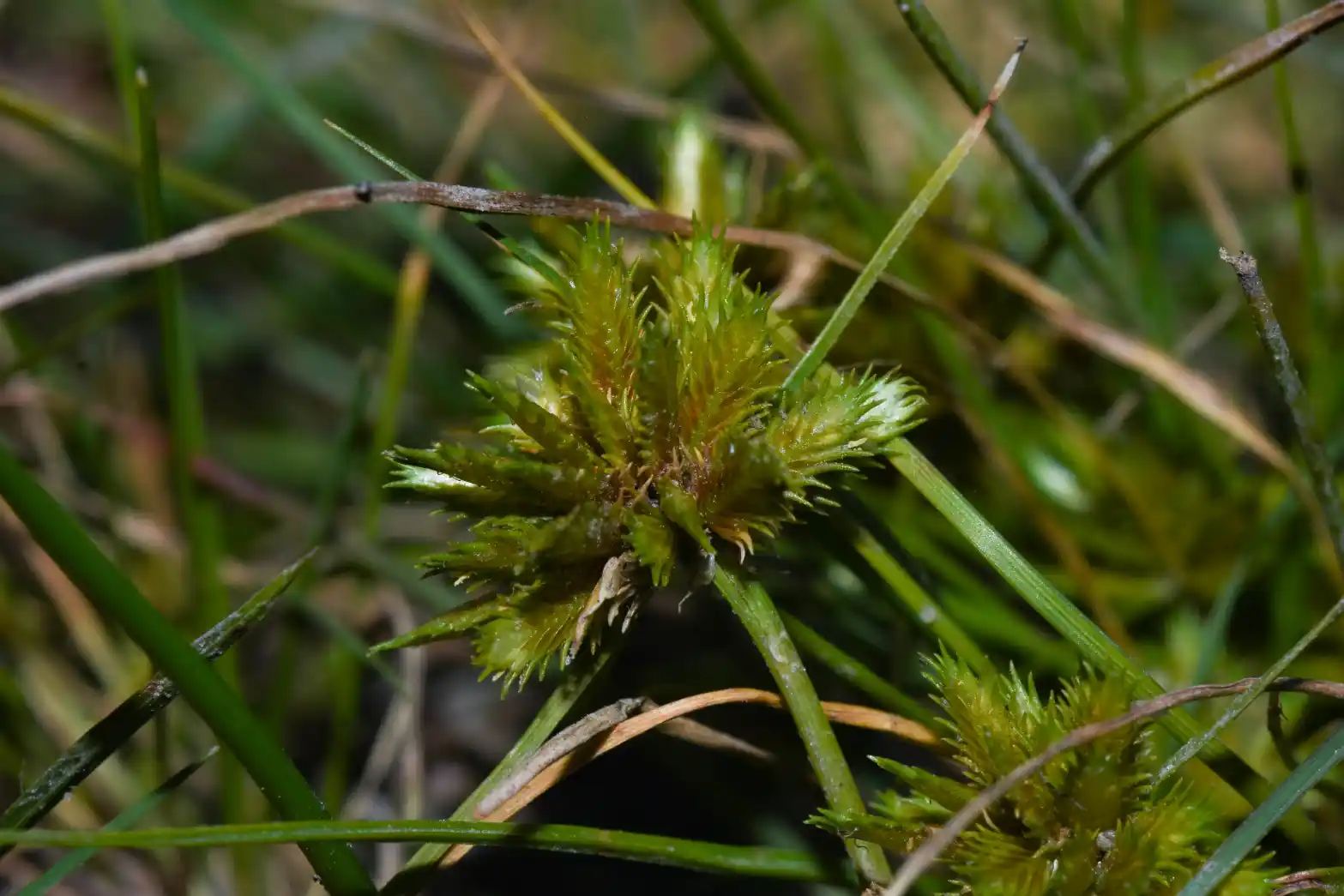 Cyperus uncinulatus Schrad. ex Nees