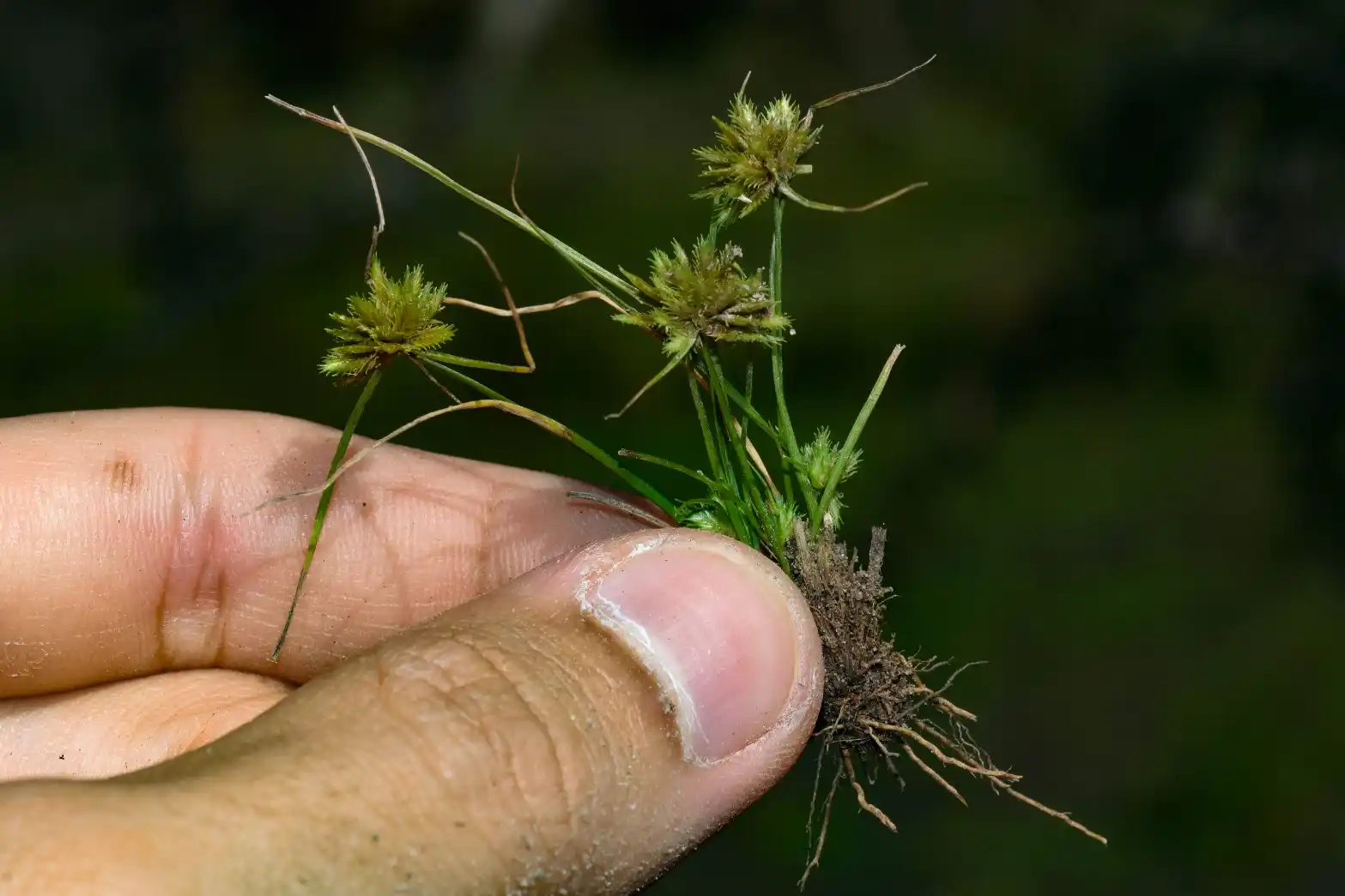 Cyperus uncinulatus Schrad. ex Nees