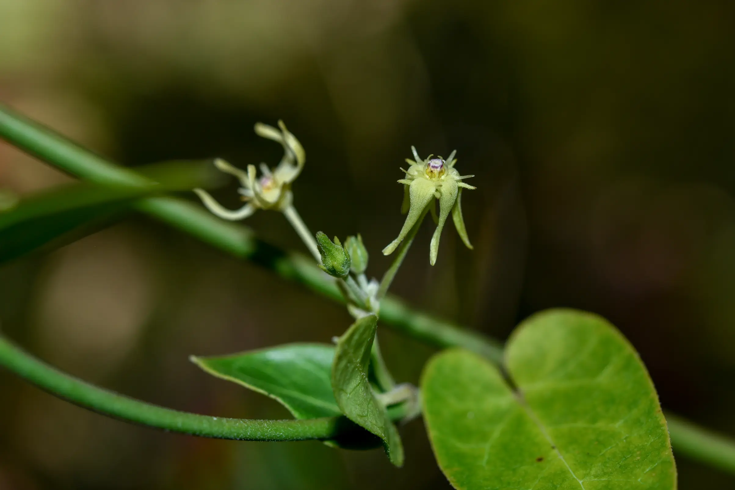 Oxypetalum megapotamicum Spreng.