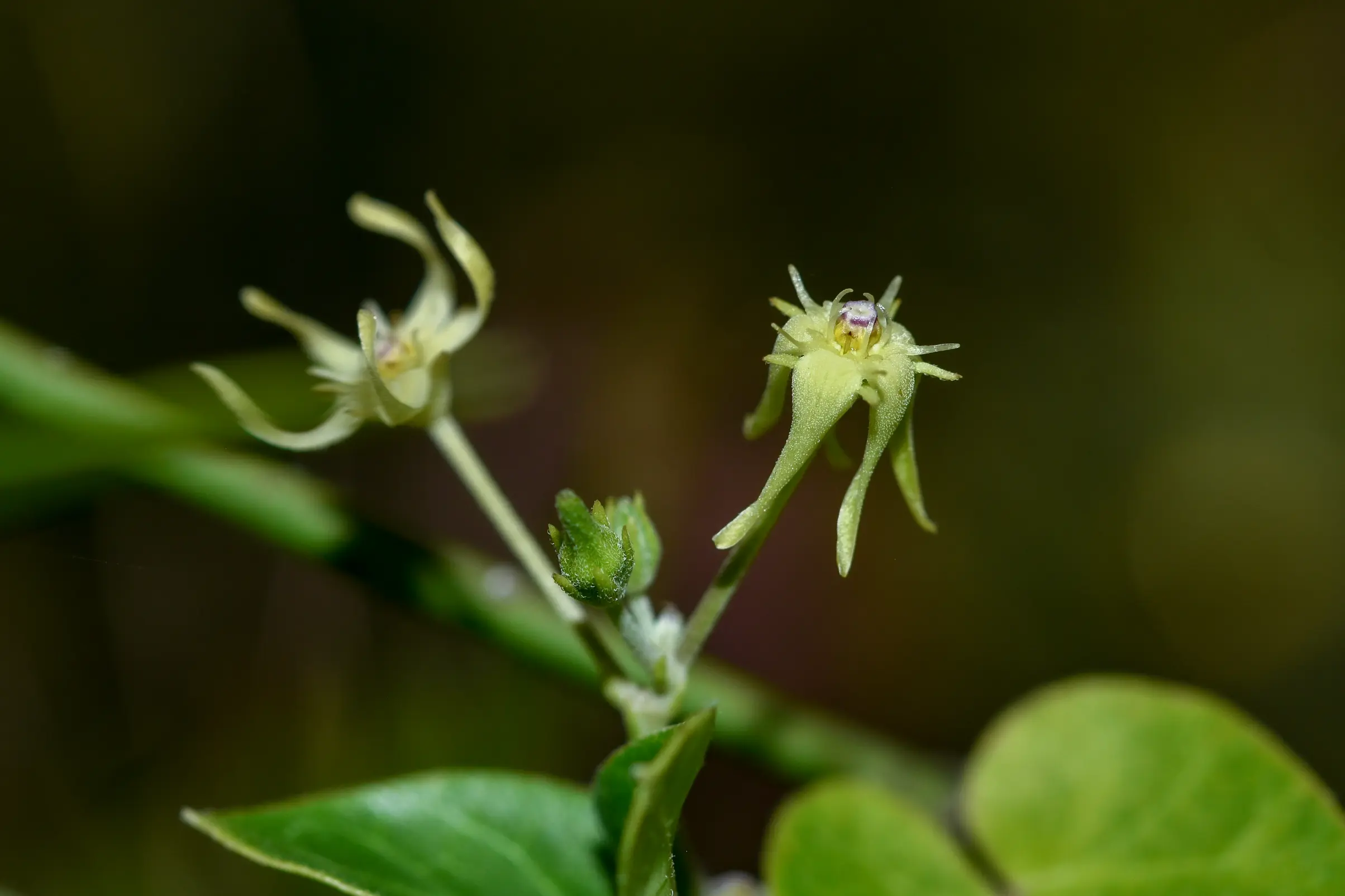 Oxypetalum megapotamicum Spreng.