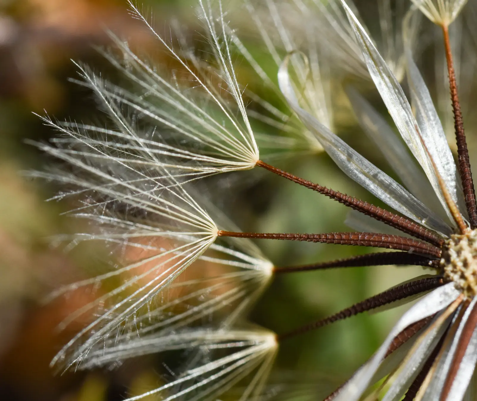 Hypochaeris petiolaris (Hook. & Arn.) Griseb.