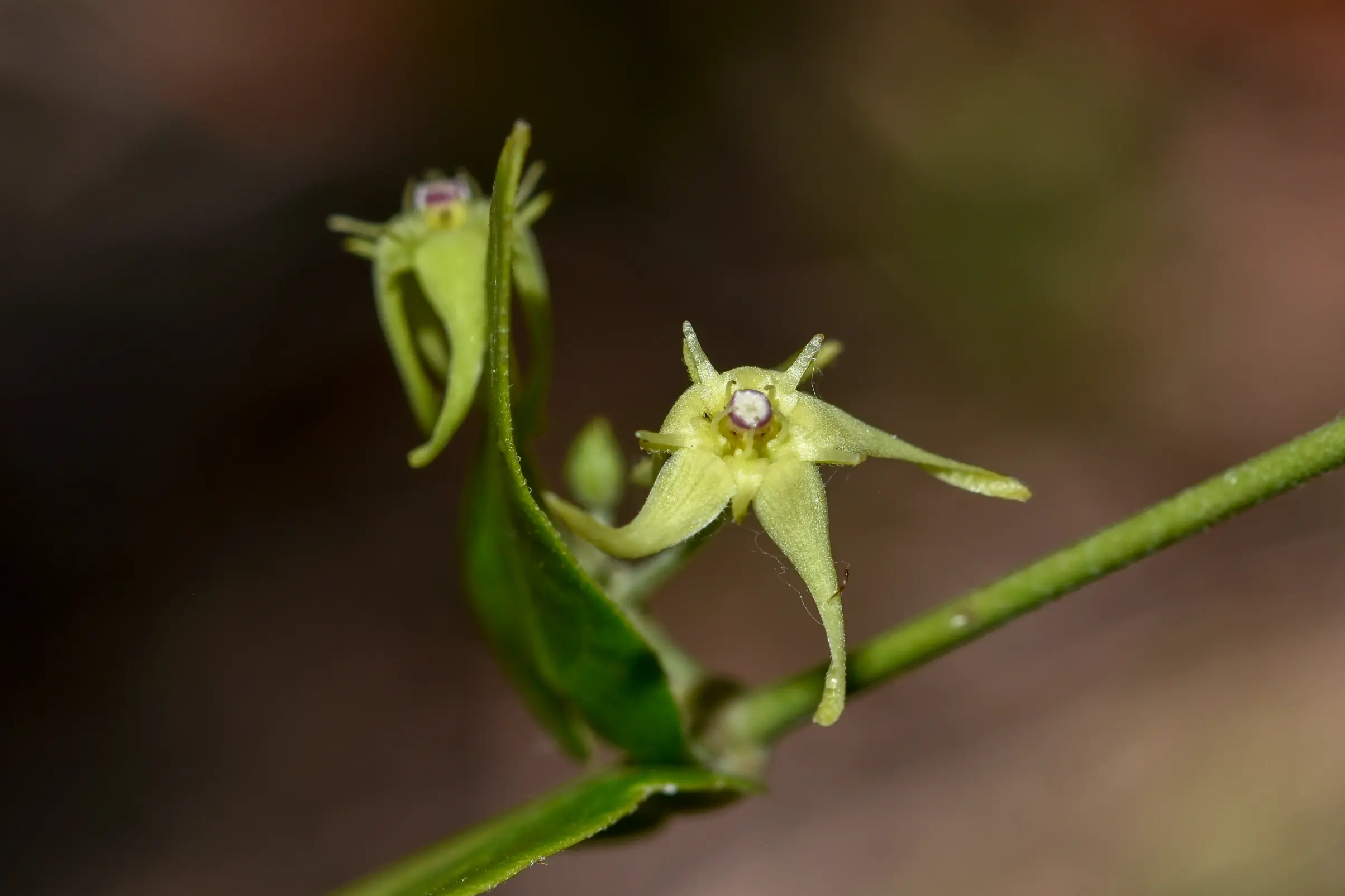 Oxypetalum megapotamicum Spreng.