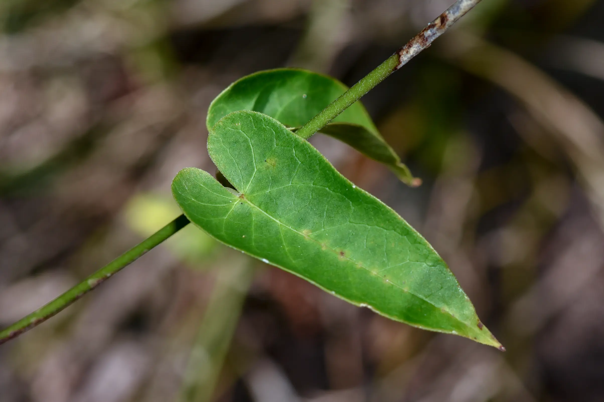Oxypetalum megapotamicum Spreng.