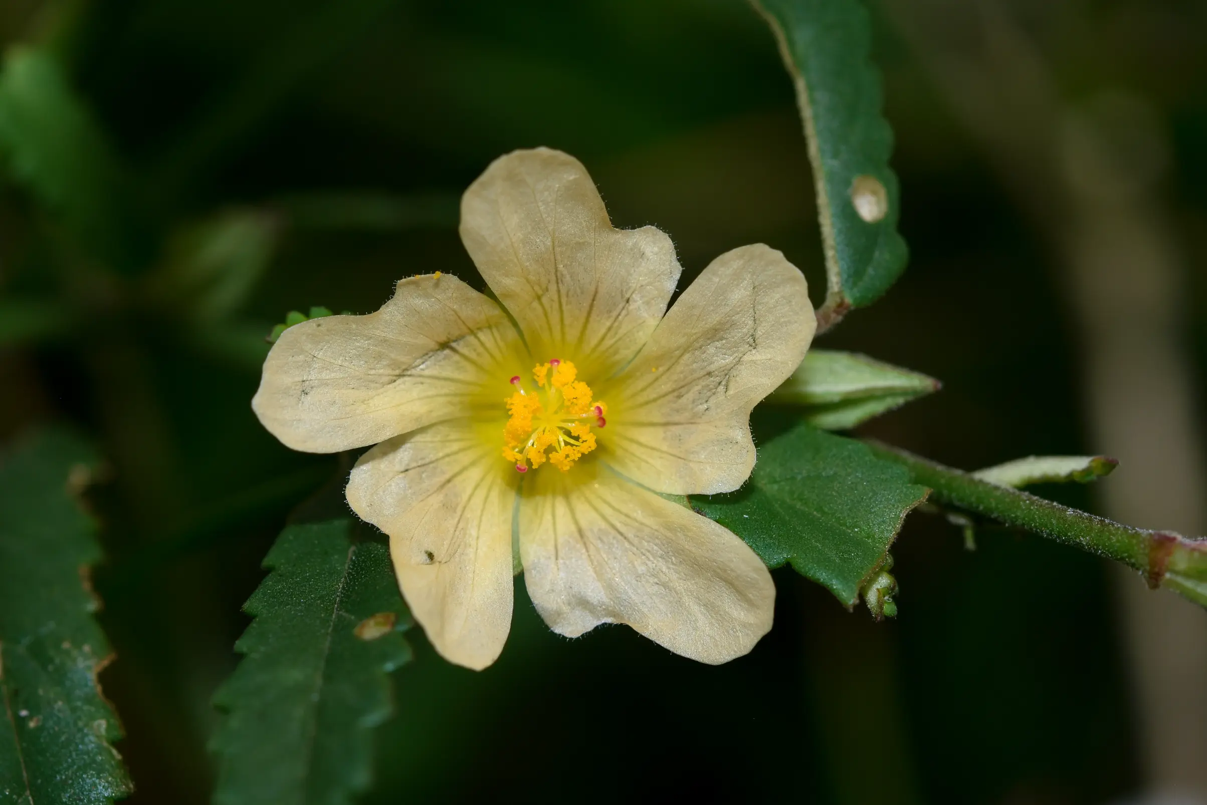Sida spinosa L.