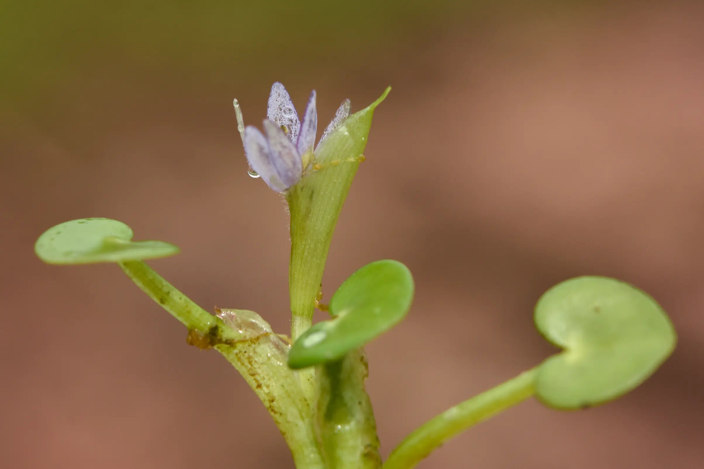 Heteranthera pumila M.Pell. & C.N.Horn