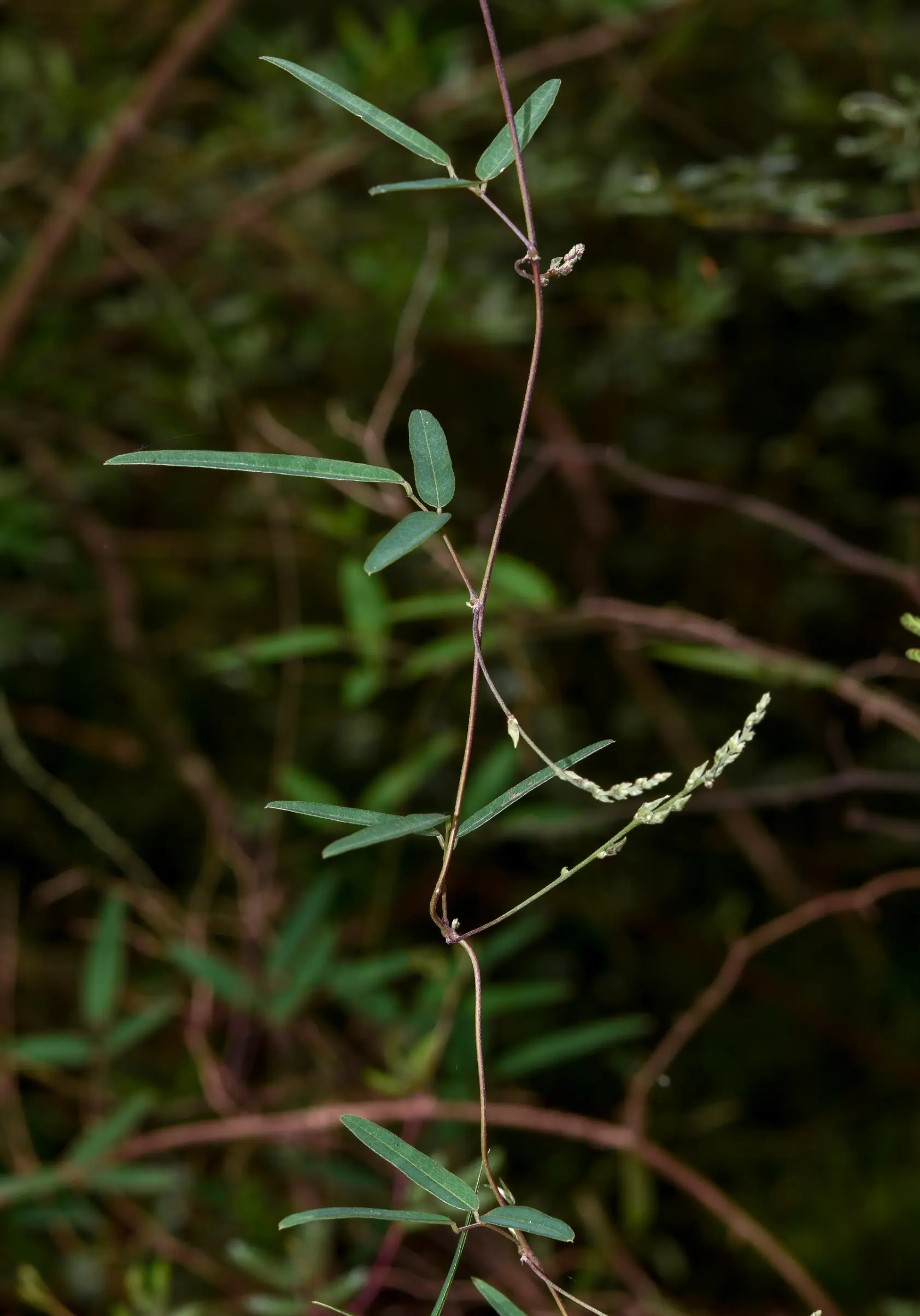 Galactia striata (Jacq.) Urb.