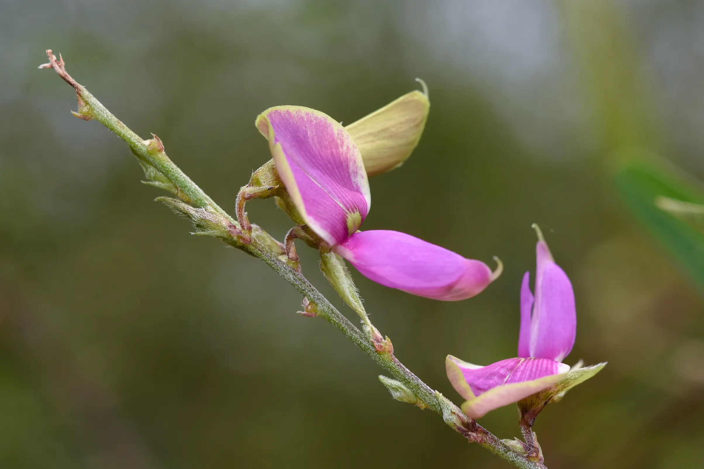 Galactia striata (Jacq.) Urb.