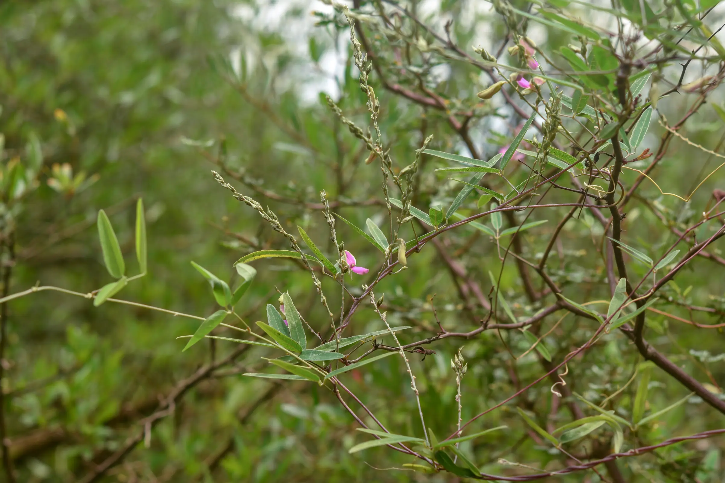 Galactia striata (Jacq.) Urb.