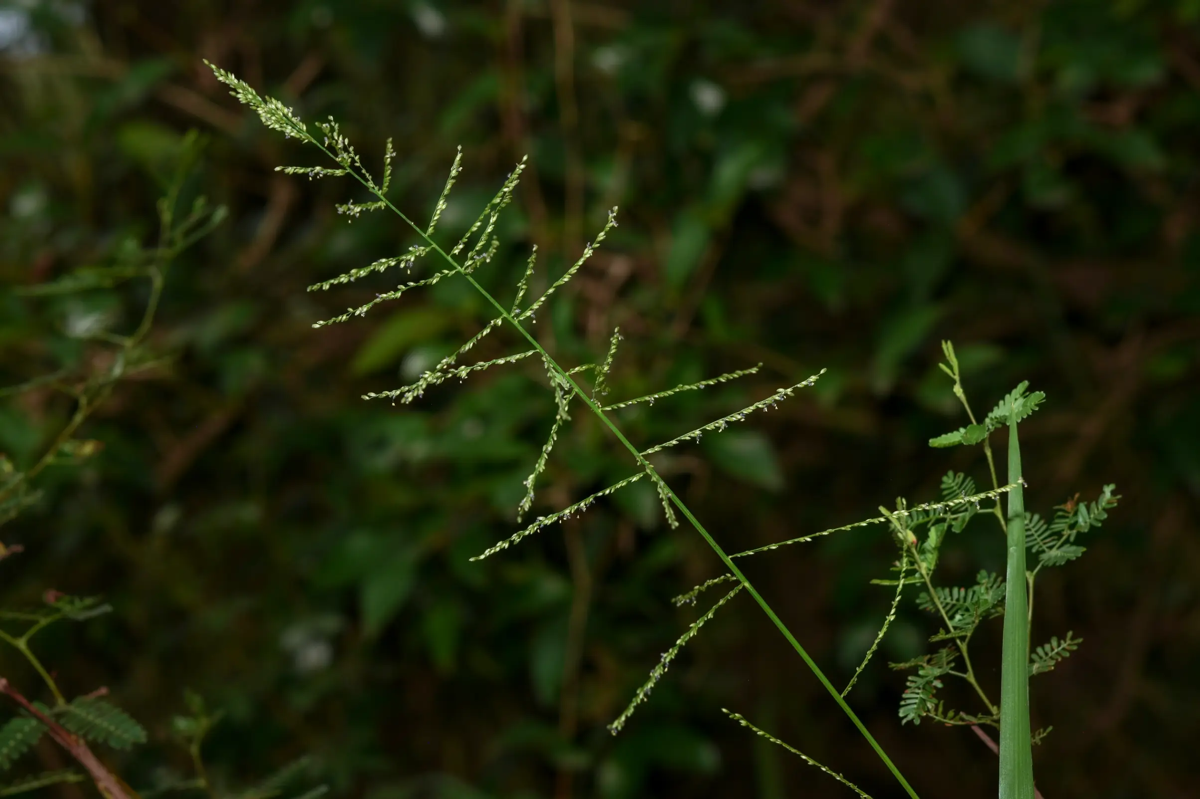Steinchisma laxum (Sw.) Zuloaga