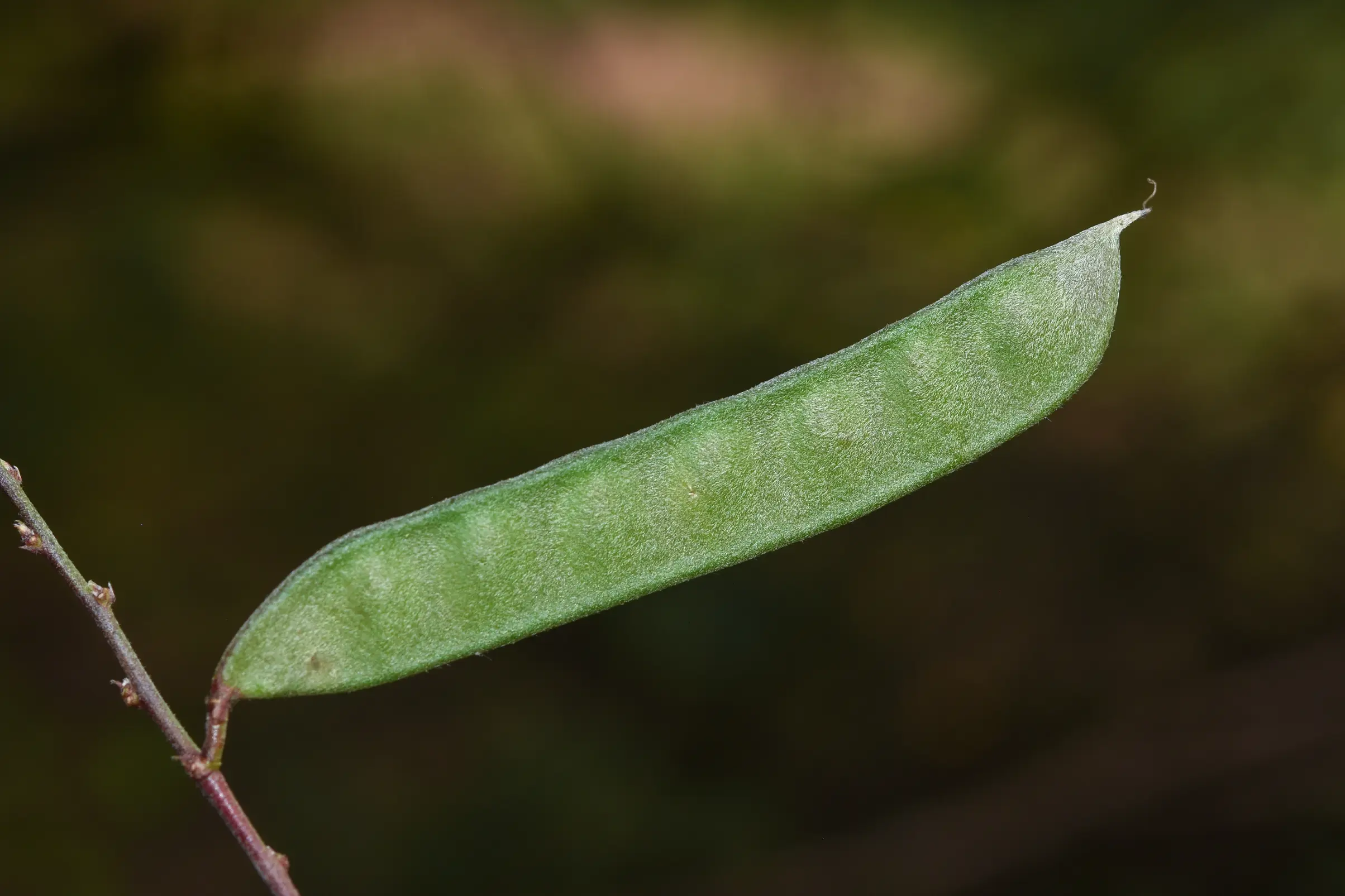 Galactia striata (Jacq.) Urb.