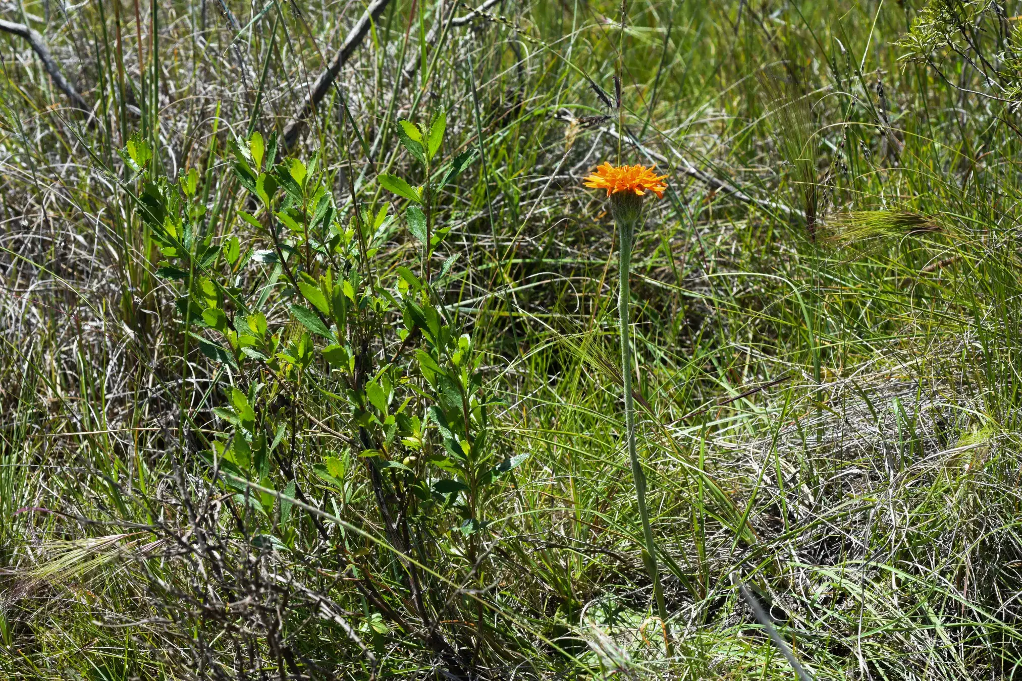 Criscia stricta (Spreng.) Katinas