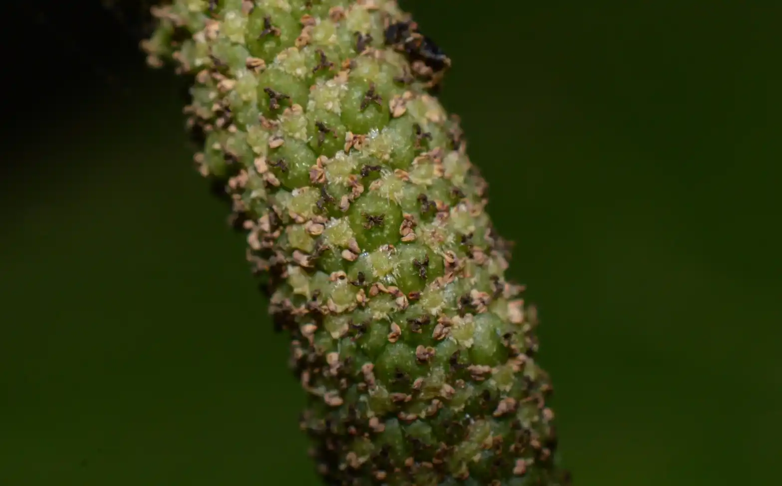 Piper gaudichaudianum Kunth
