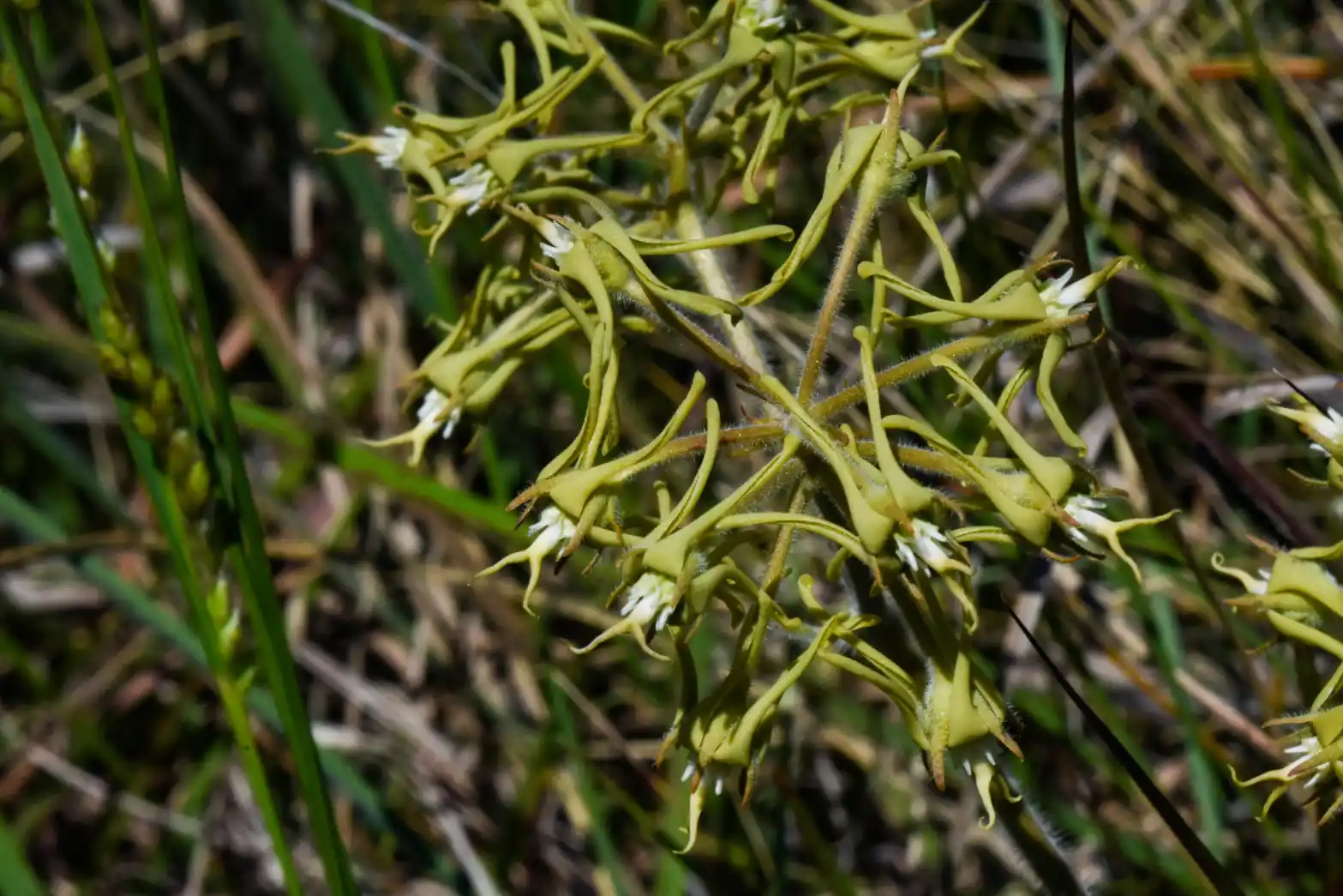 Oxypetalum parviflorum (Decne.) Decne.