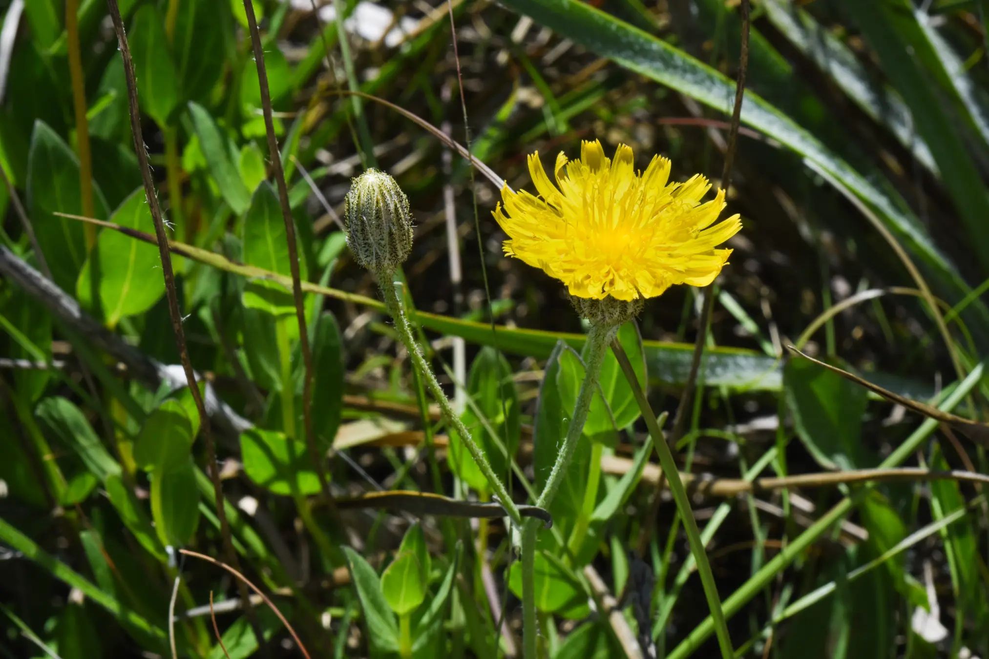 Hieracium commersonii Monnier