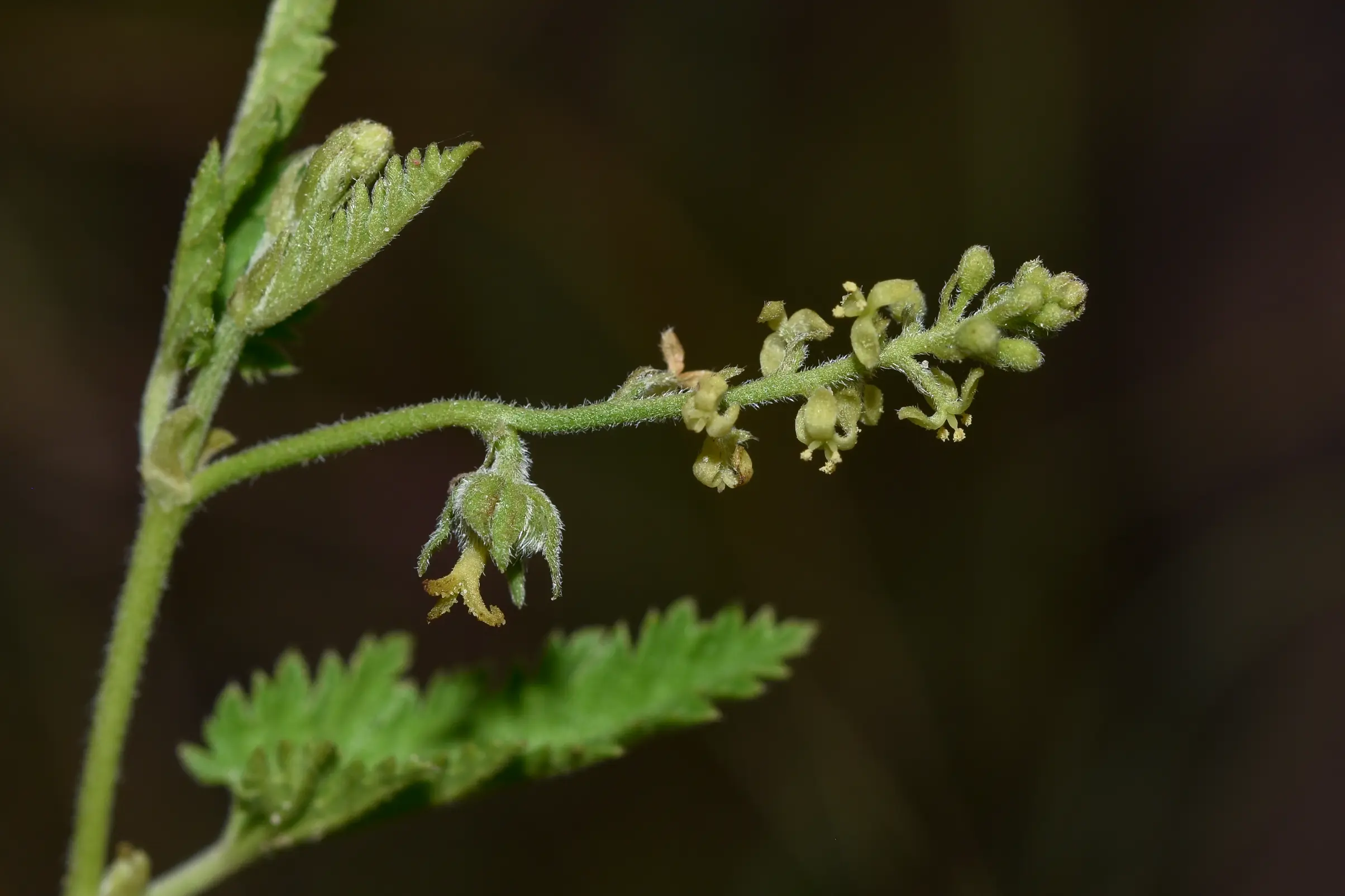 Tragia geraniifolia Klotzsch ex Baill.