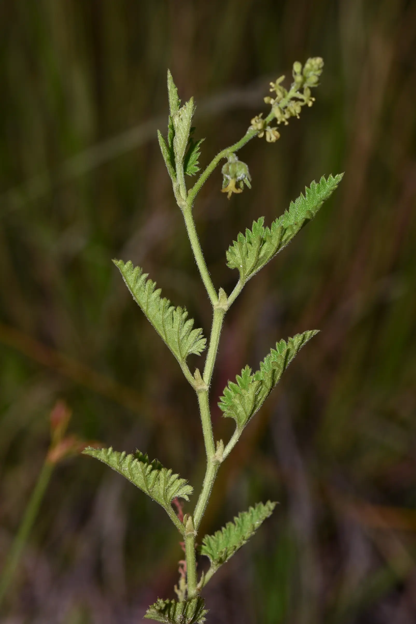 Tragia geraniifolia Klotzsch ex Baill.