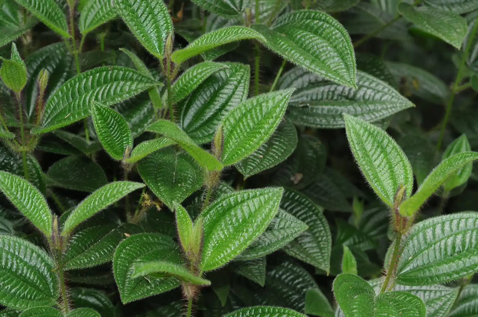 Miconia australis (Cham.) R.Goldenb.