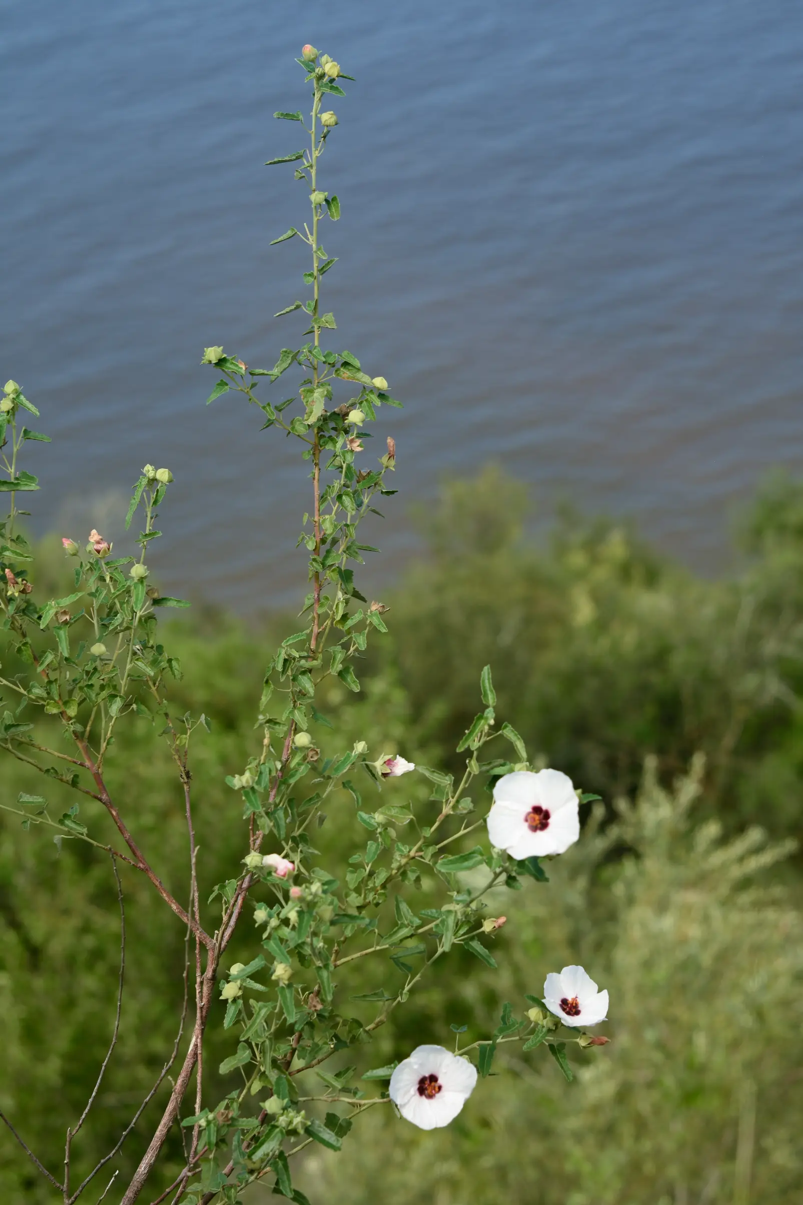 Pavonia hastata Cav.