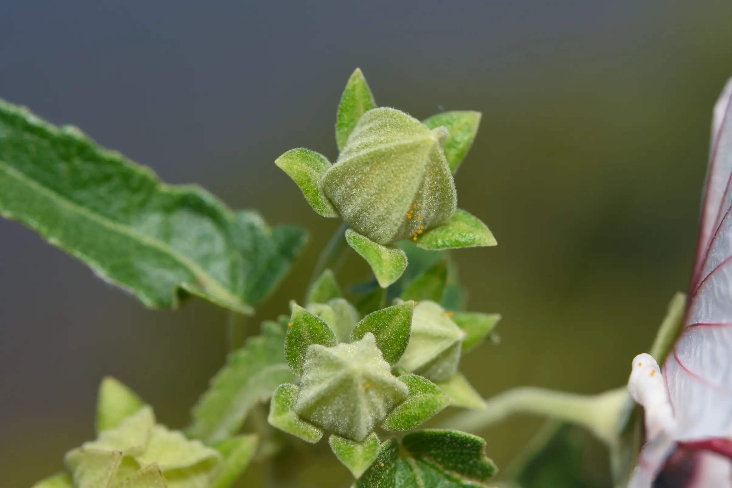 Pavonia hastata Cav.