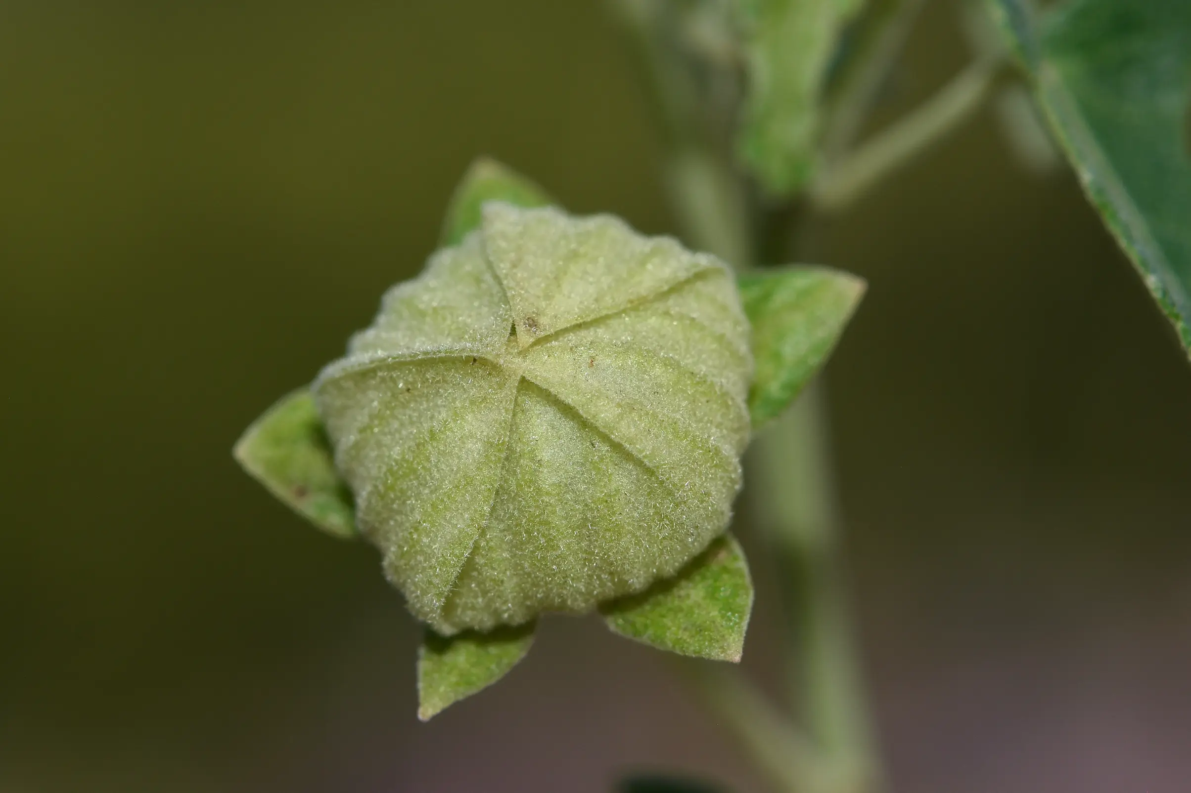 Pavonia hastata Cav.