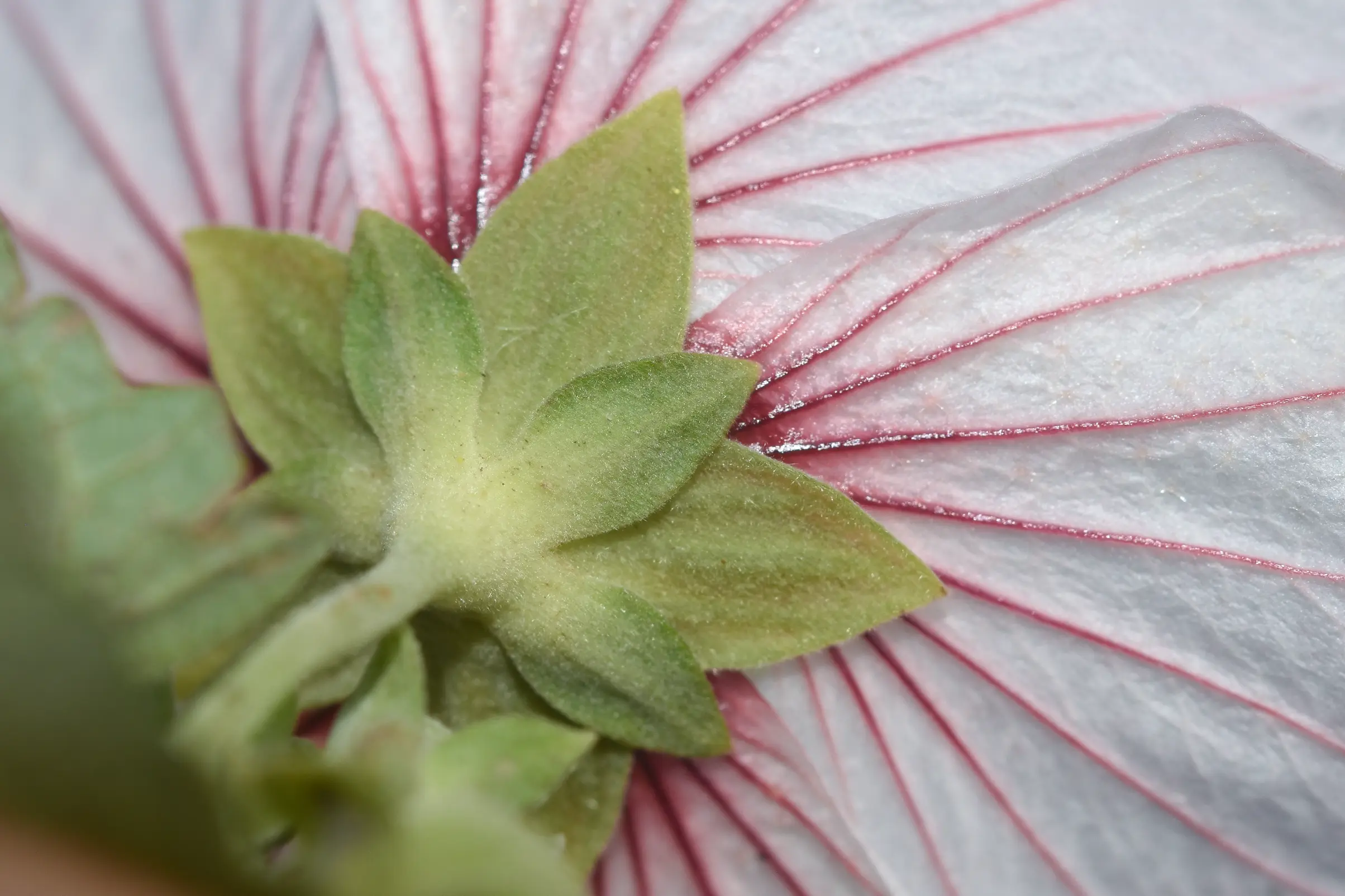 Pavonia hastata Cav.