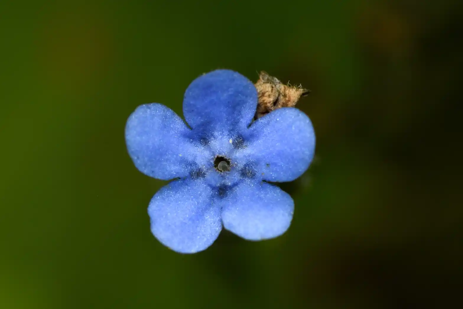 Antiphytum berroi (Arechav.) N.Mend. & Flores Olv.