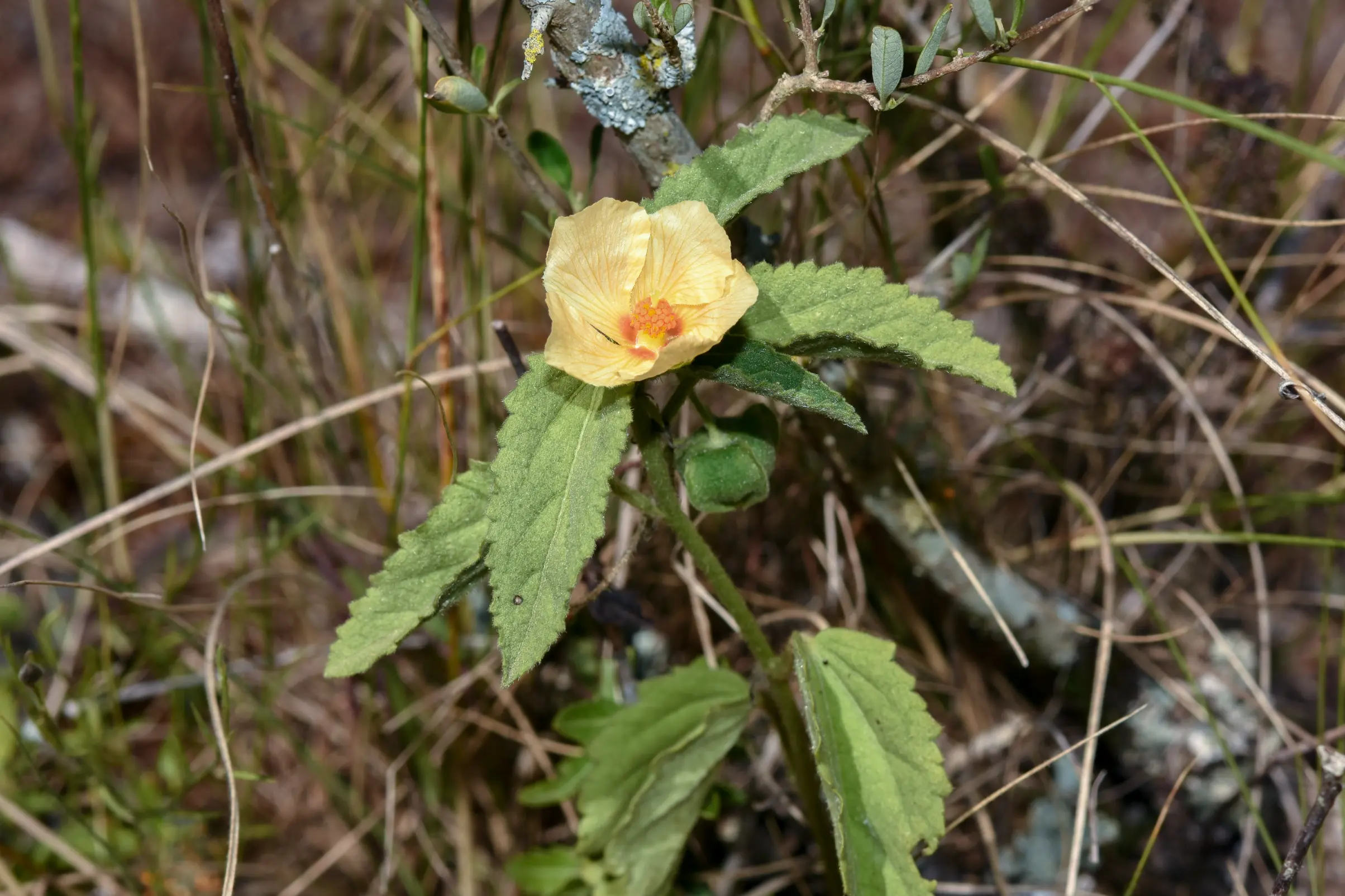 Rhynchosida physocalyx (A.Gray) Fryxell
