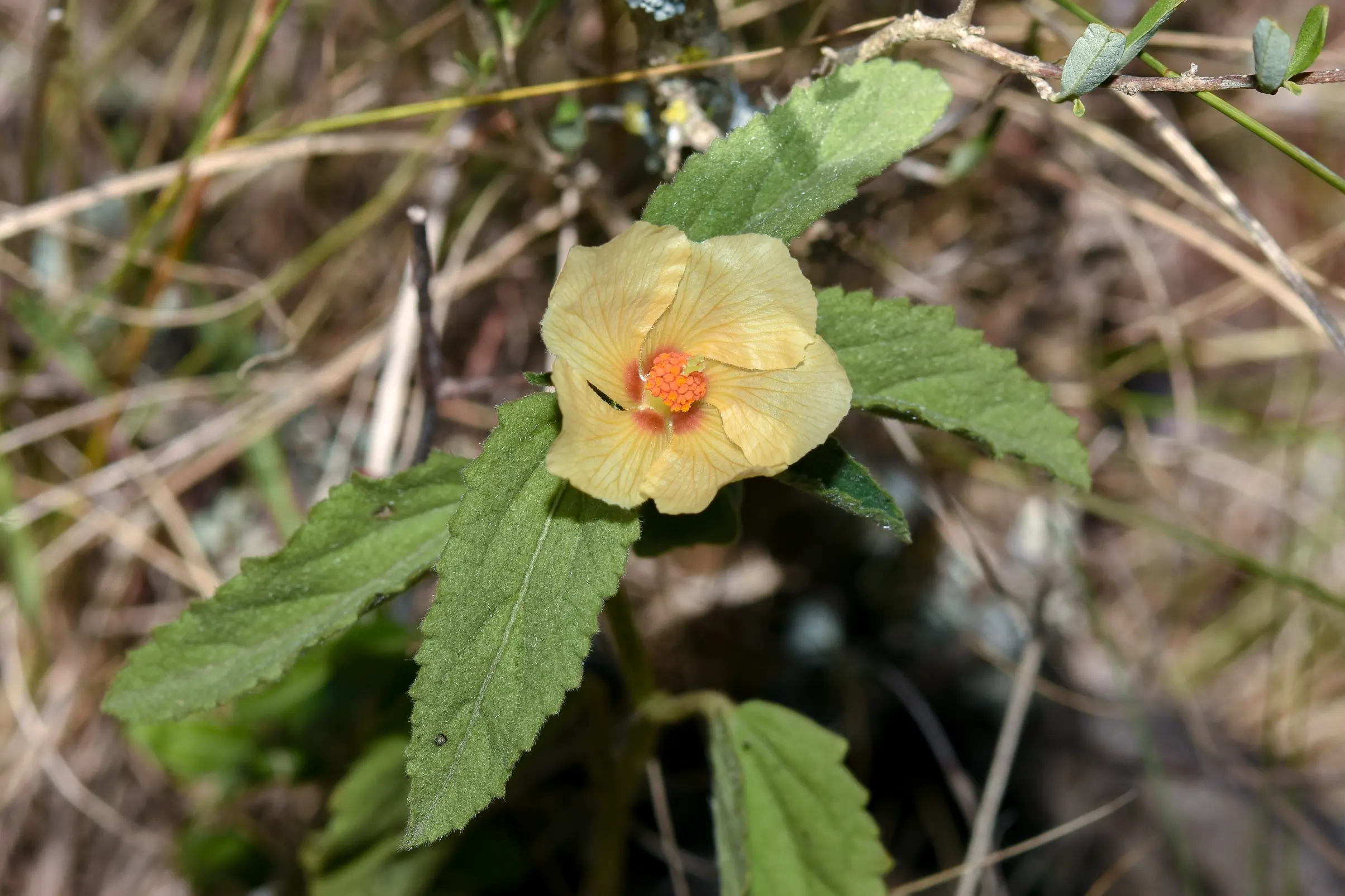 Rhynchosida physocalyx (A.Gray) Fryxell