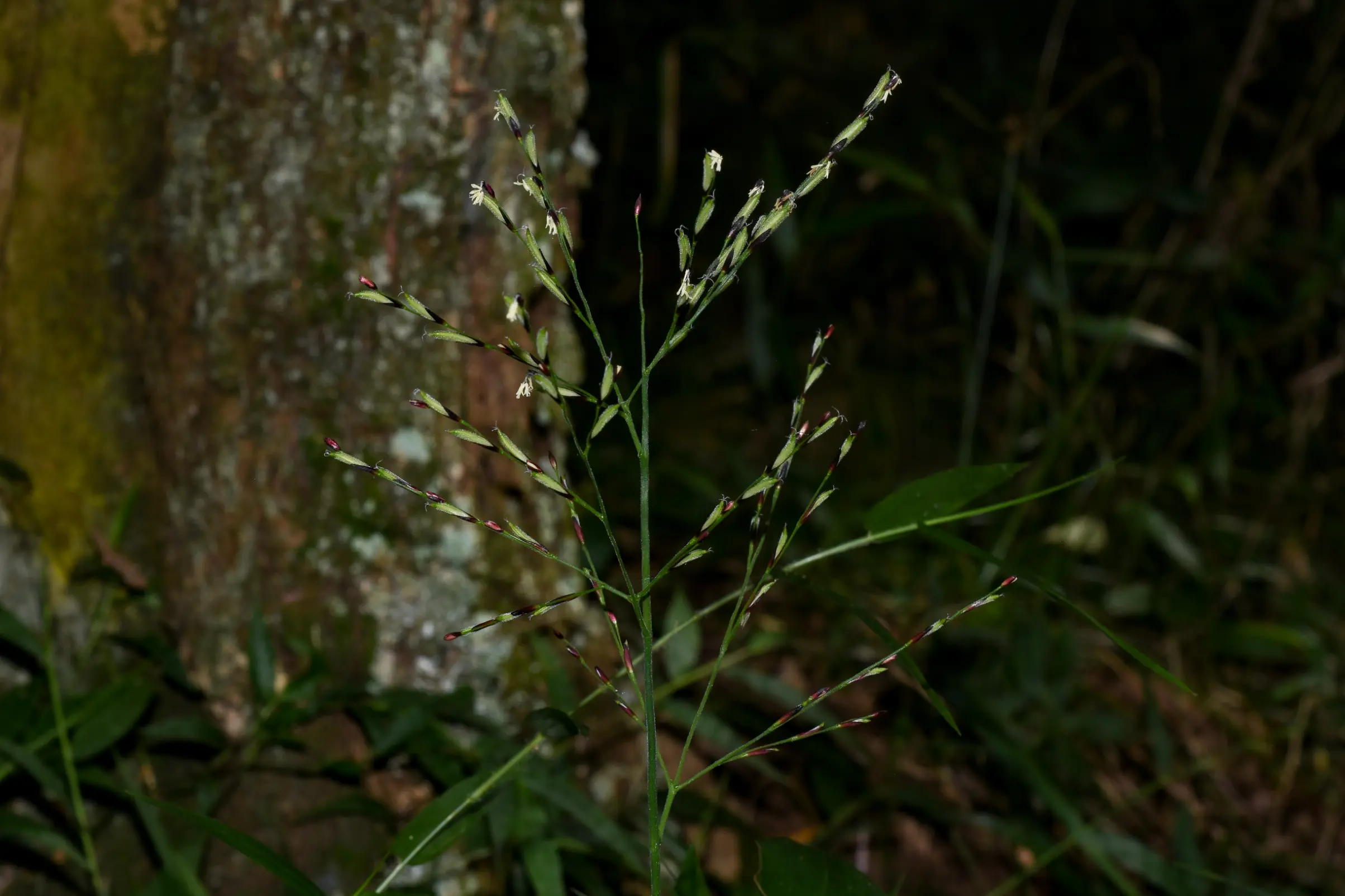 Pharus lappulaceus Aubl.