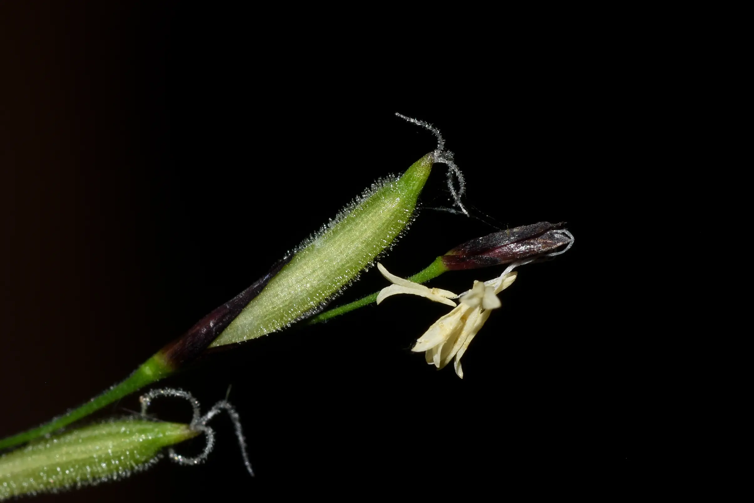 Pharus lappulaceus Aubl.