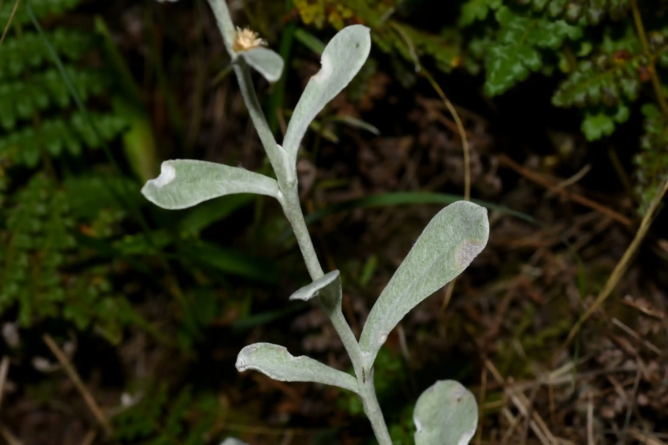 Gamochaeta erecta Deble