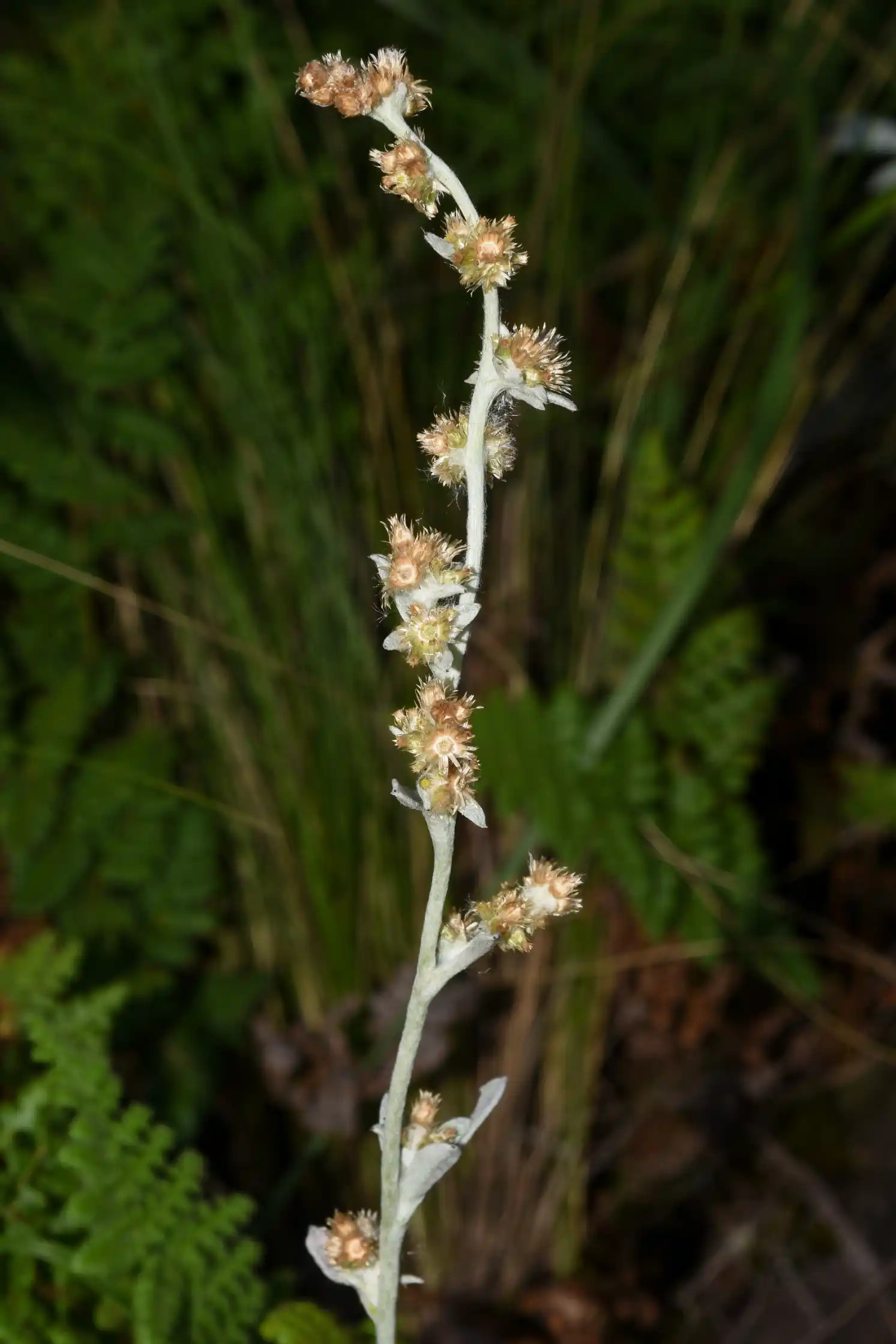 Gamochaeta erecta Deble