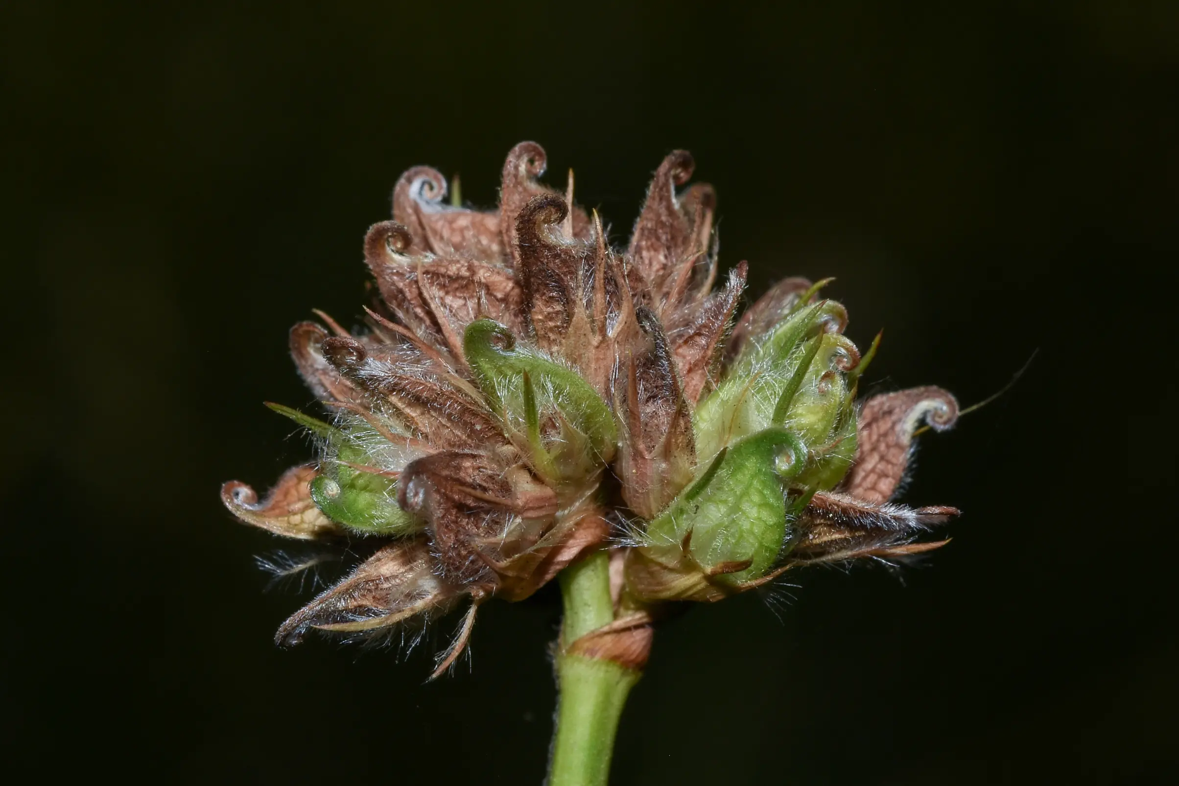 Stylosanthes montevidensis Vogel